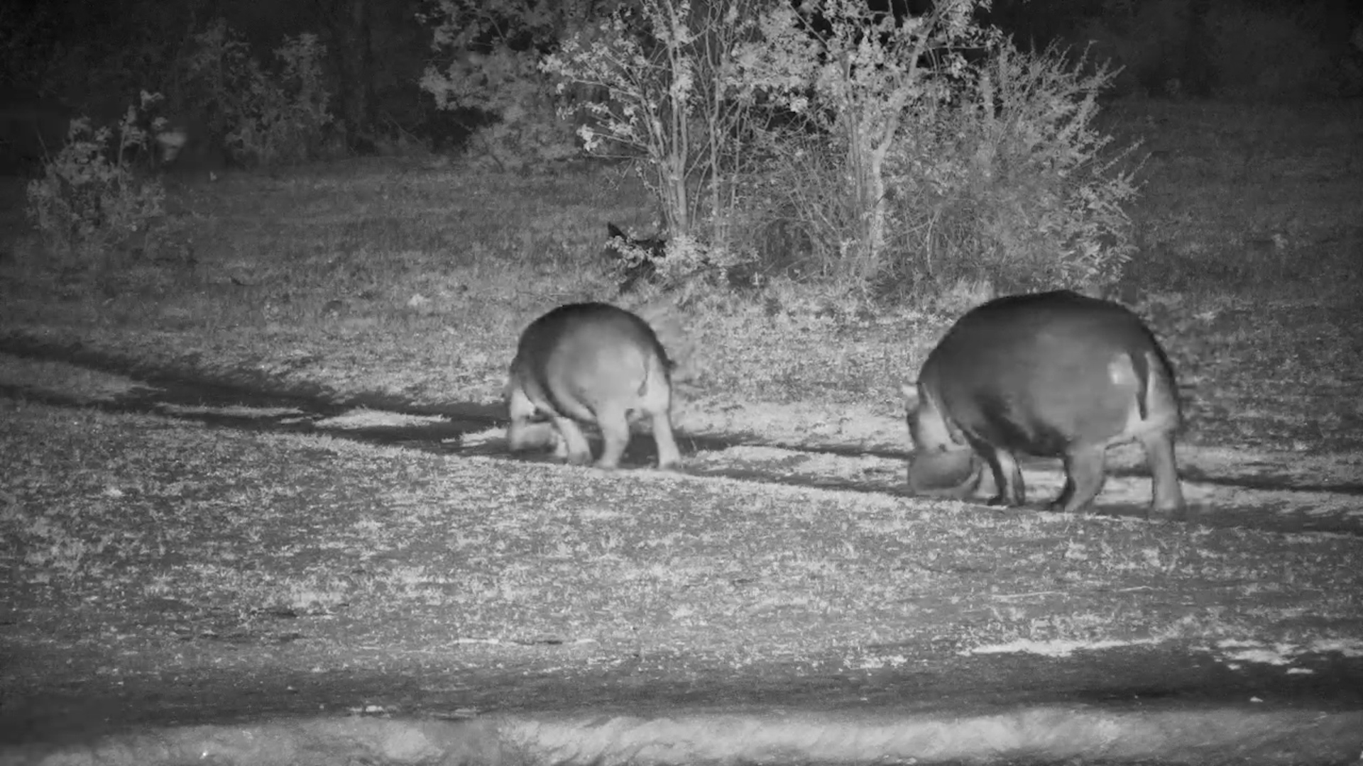 Mother Hippo & Calf Enjoy a Gentle Nighttime Dip