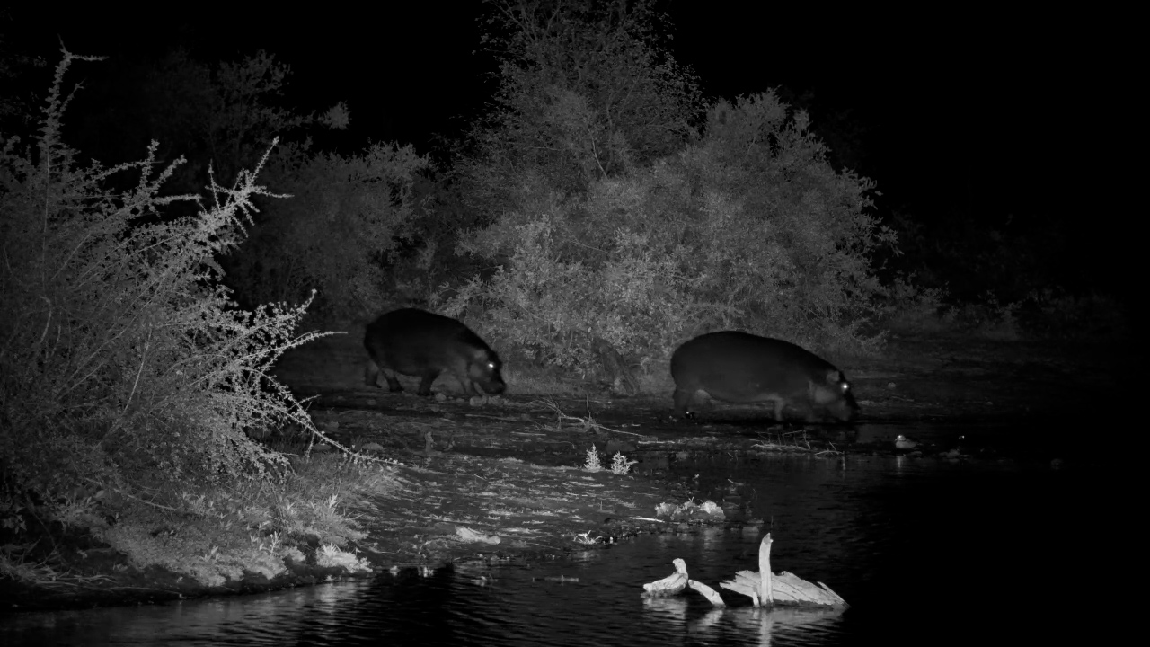 Two Hippos Enjoy a Lazy Night Swim at Waterside