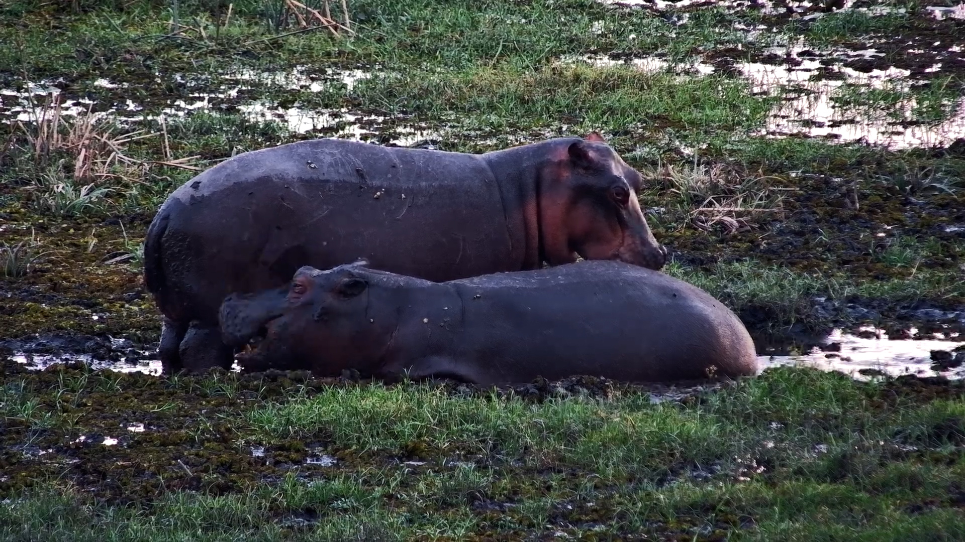 Two Little Hippos Enjoy a Lazy Afternoon at The Basin