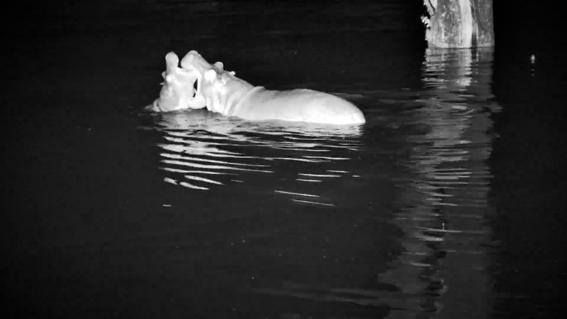 Hippo Playtime in the Dark!