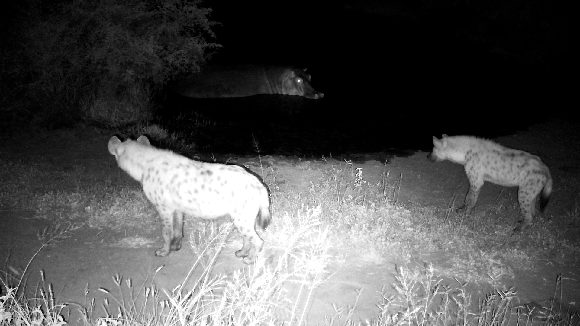 Hippo vs. Hyenas! Mum Protects Newborn Calf