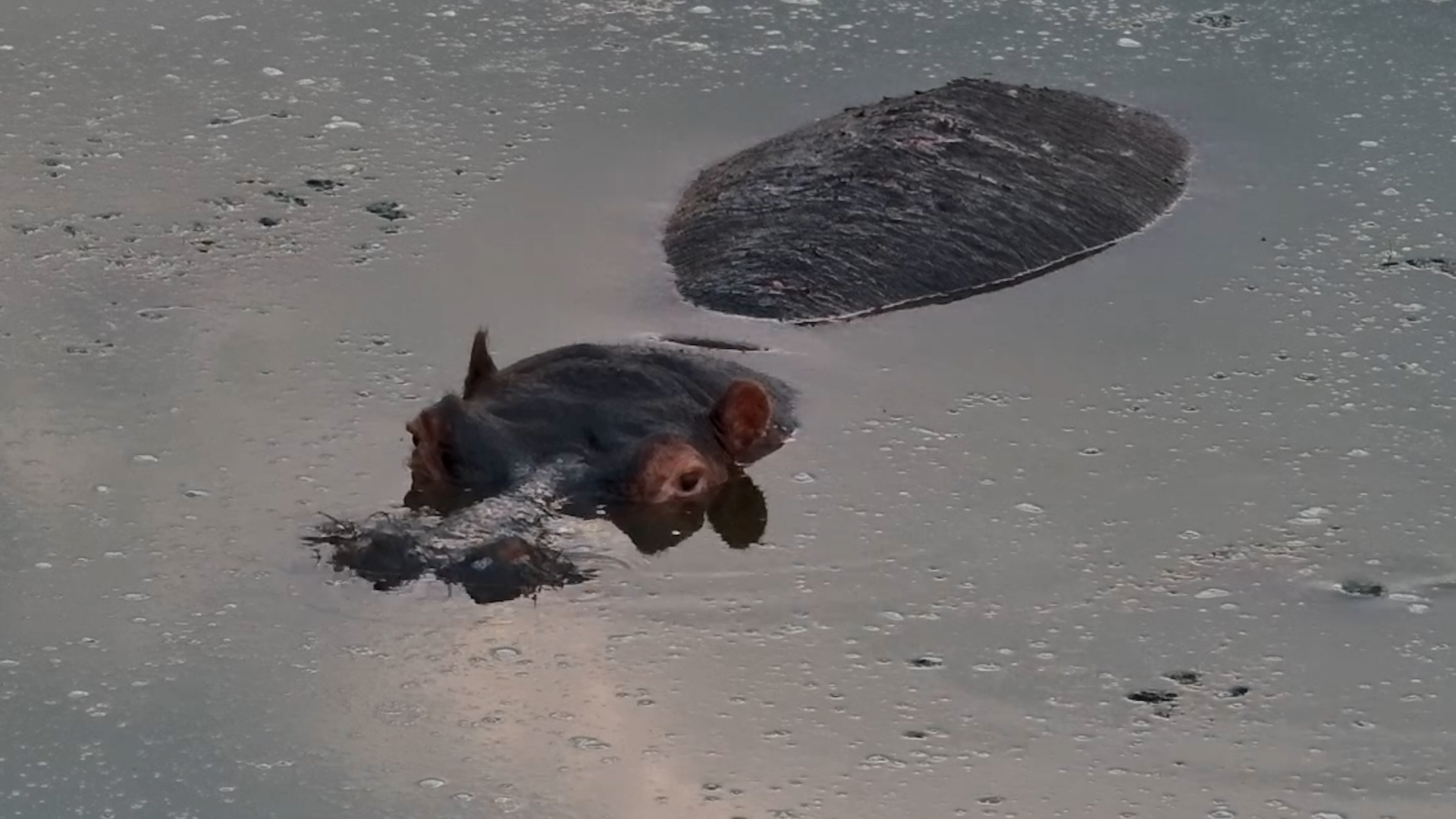 You Haven’t Truly Seen a Hippo Until You’ve Seen the Nose Hairs