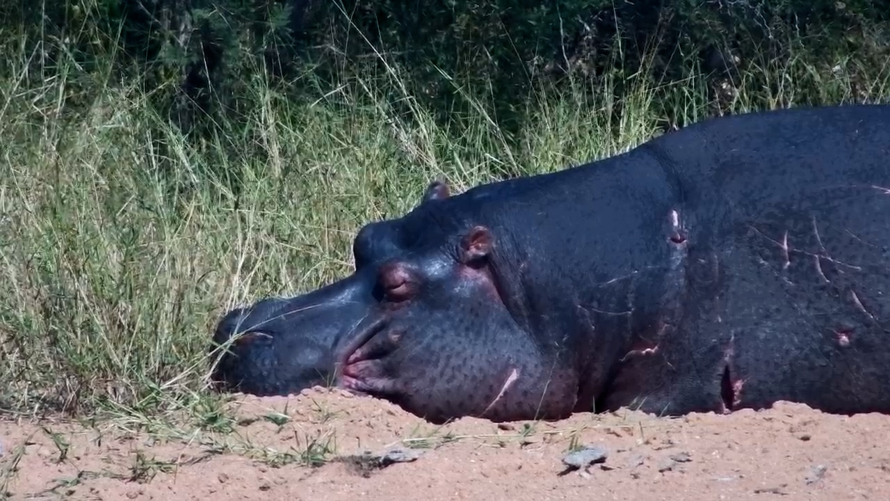Hippo Found the Perfect Spot for a Nap