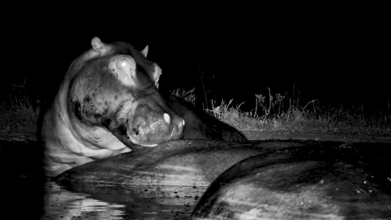 Hippo: “Don’t Worry, I’ve Got Your Back”