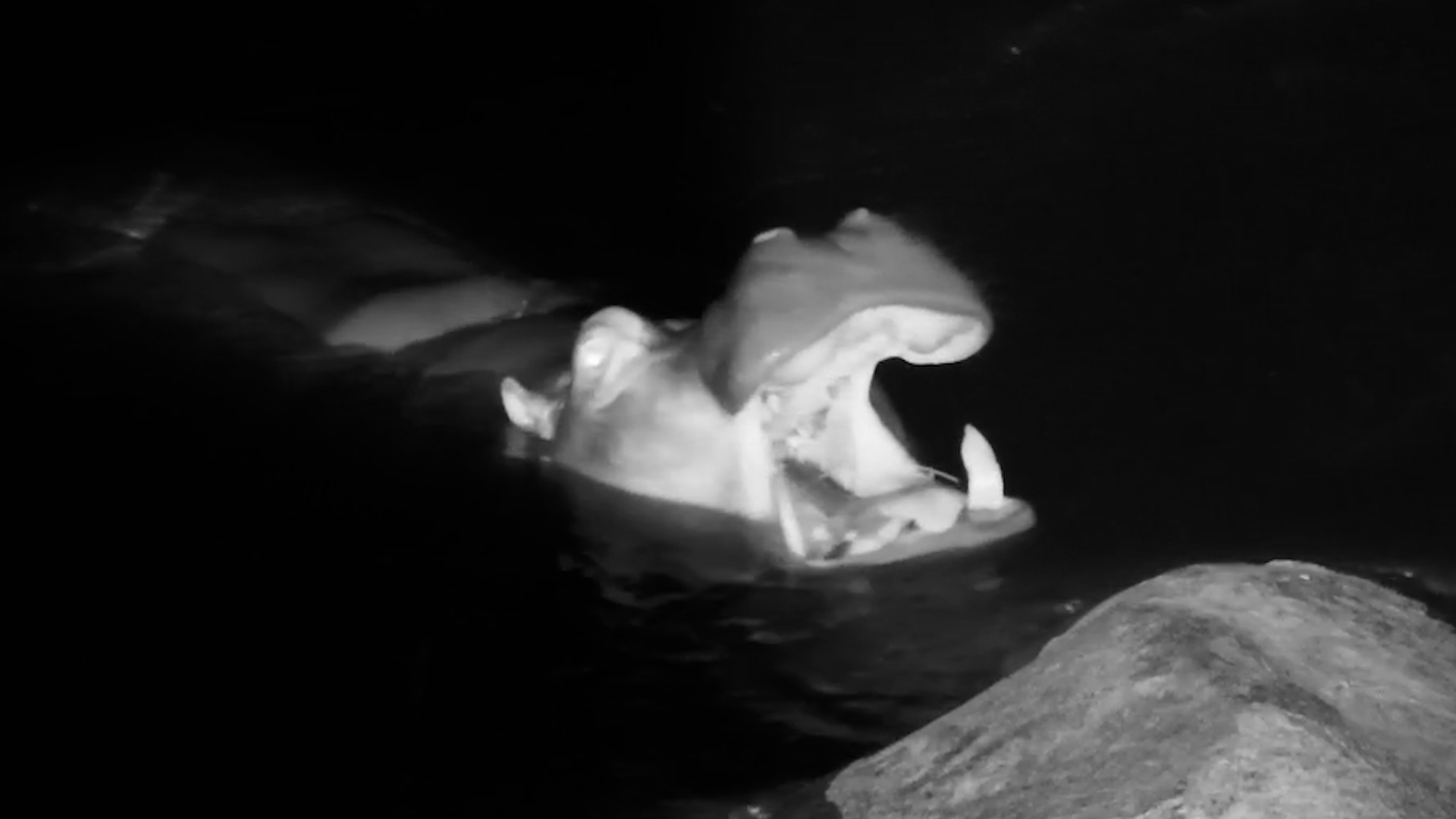 Hippo Resting on the Rocks