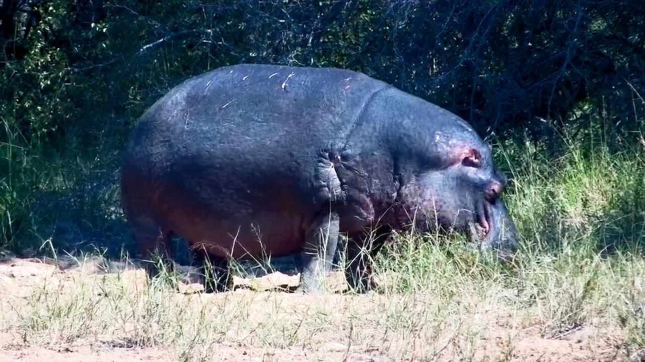 This Hippo Was Completely Out of Office