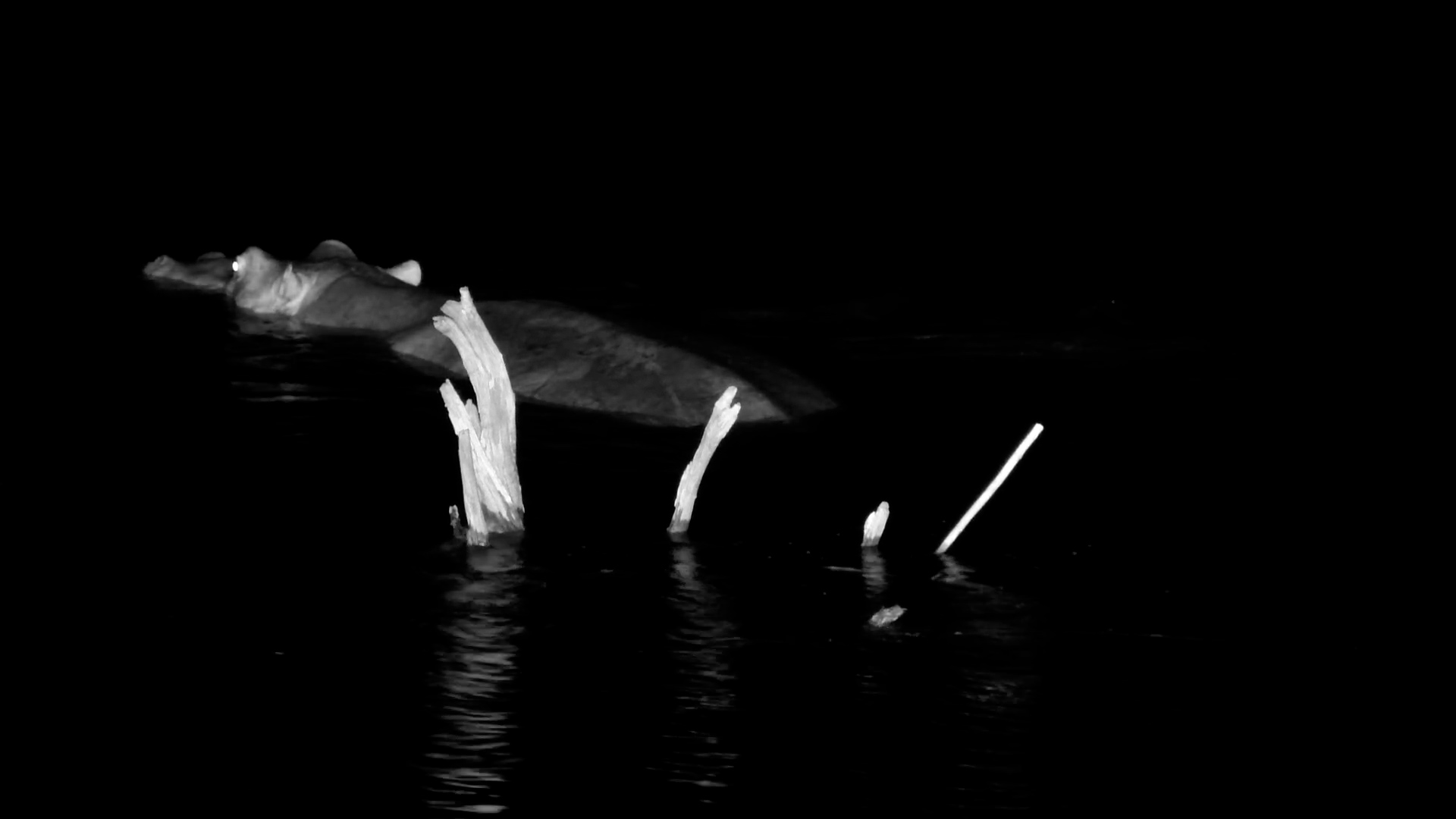 Solo Hippo Enjoys a Peaceful Cool-Down at Tembo Plains