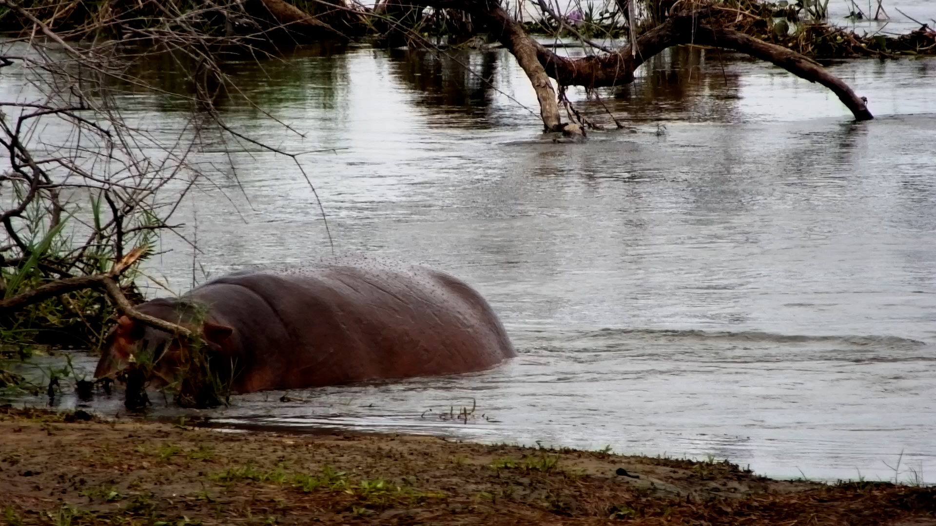 Sleepy Hippo Rests His Head on the Riverbank