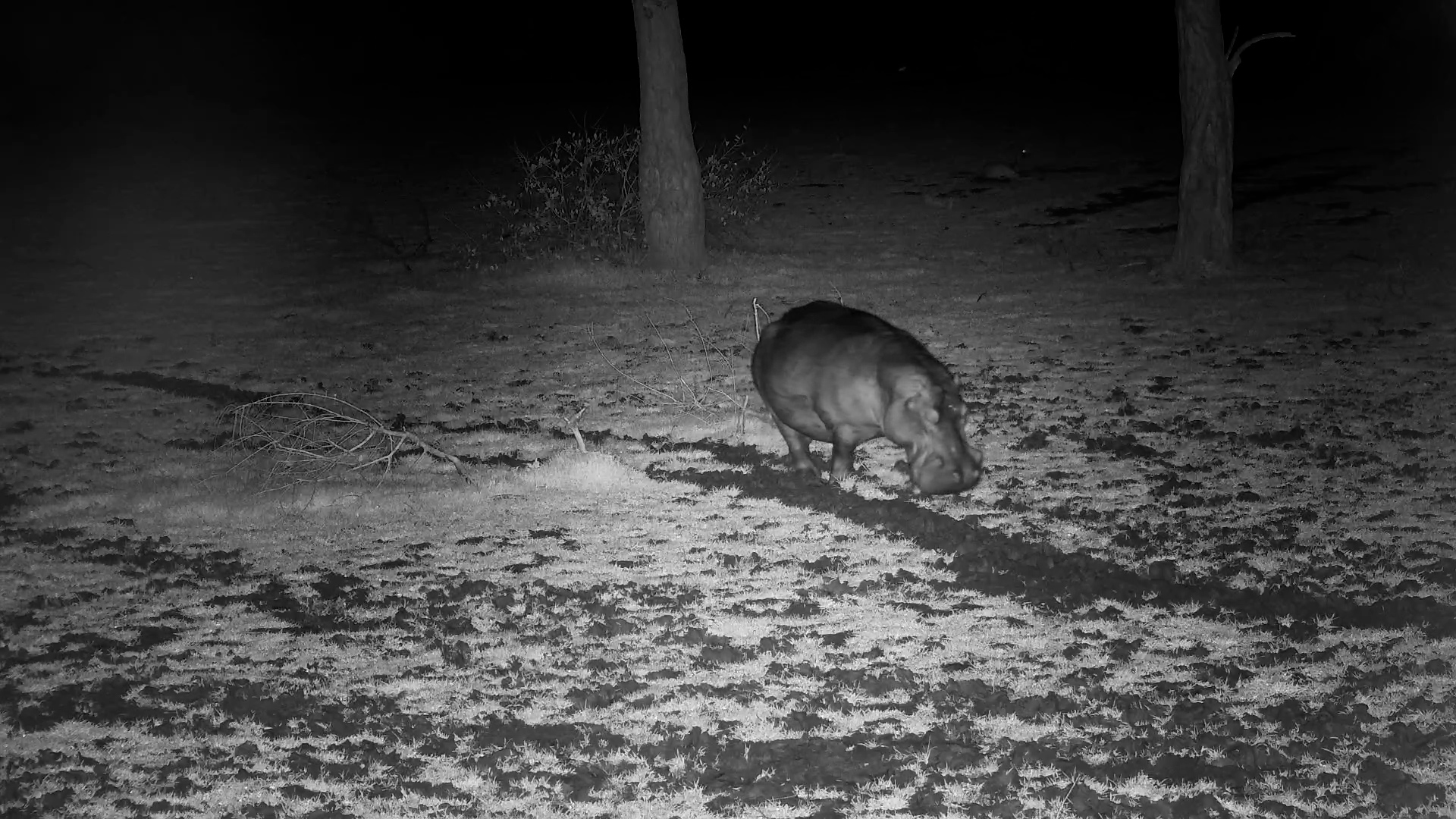 Hippo Makes Its Way Home
