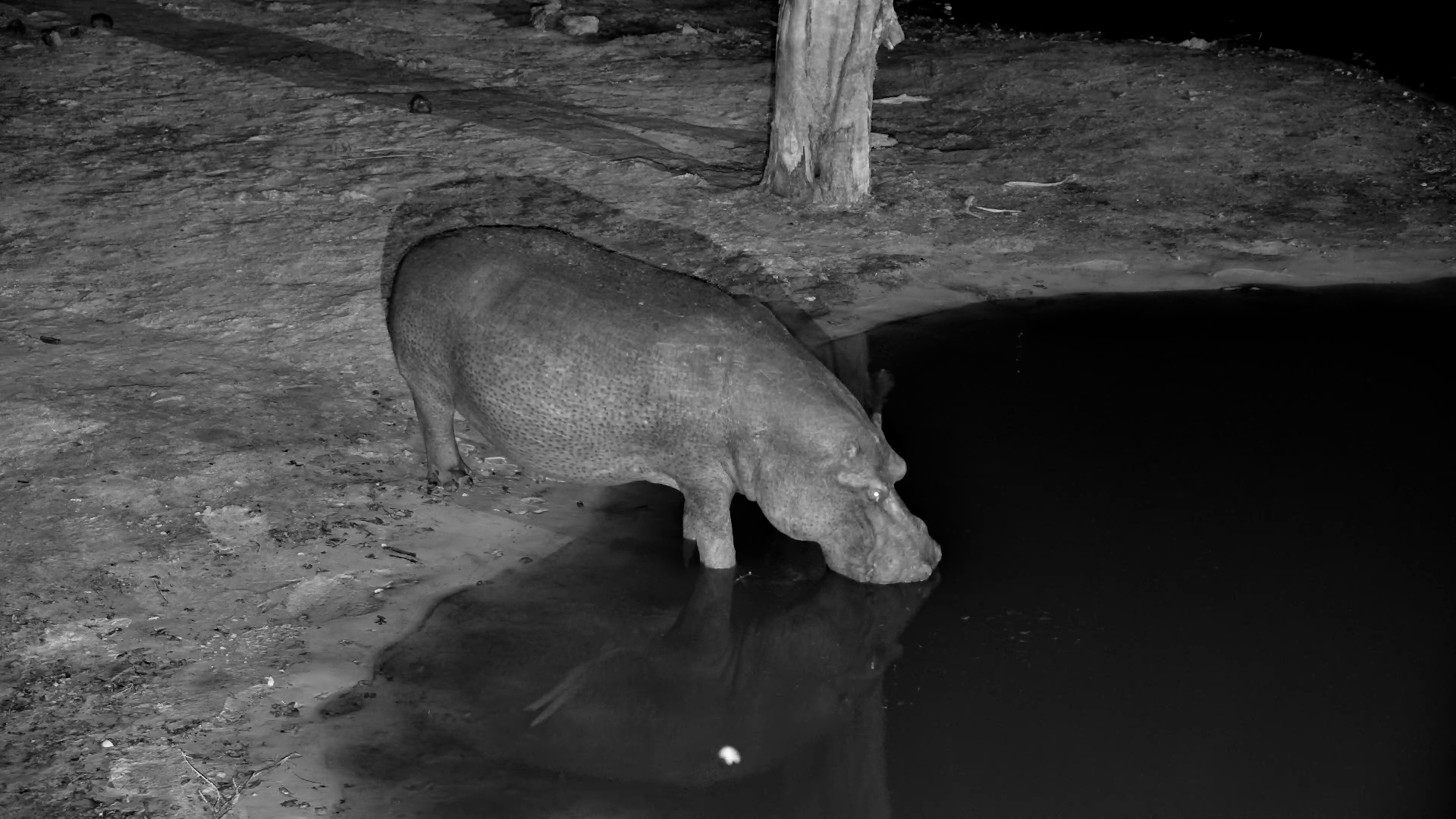 Hippo's Evening Routine