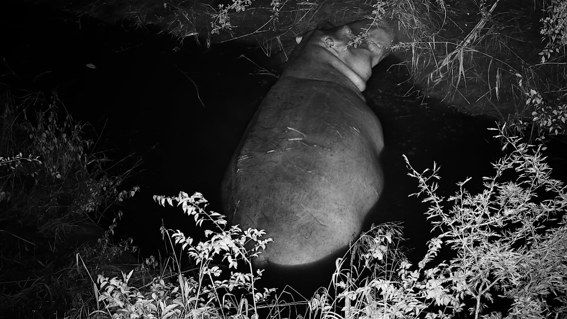 Hippo Sleeps by the Sabie River