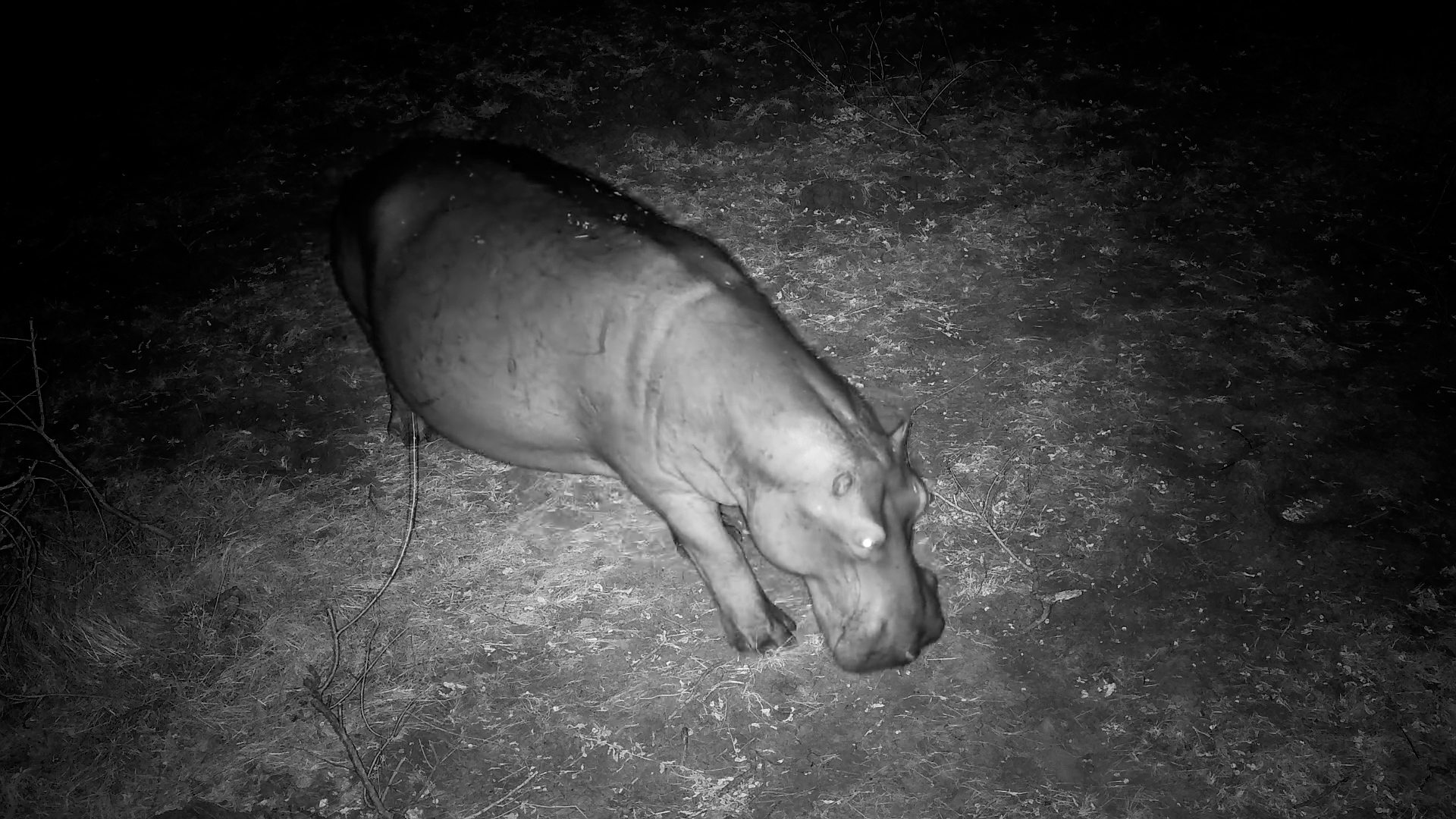 Hippo Heads Back to the River