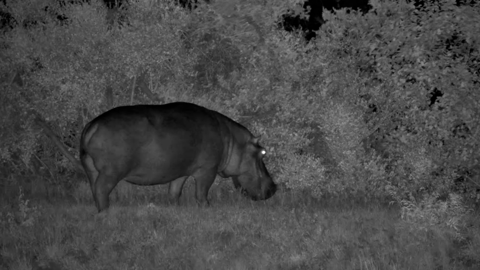 Hippo Leaves the Water to Graze at Night