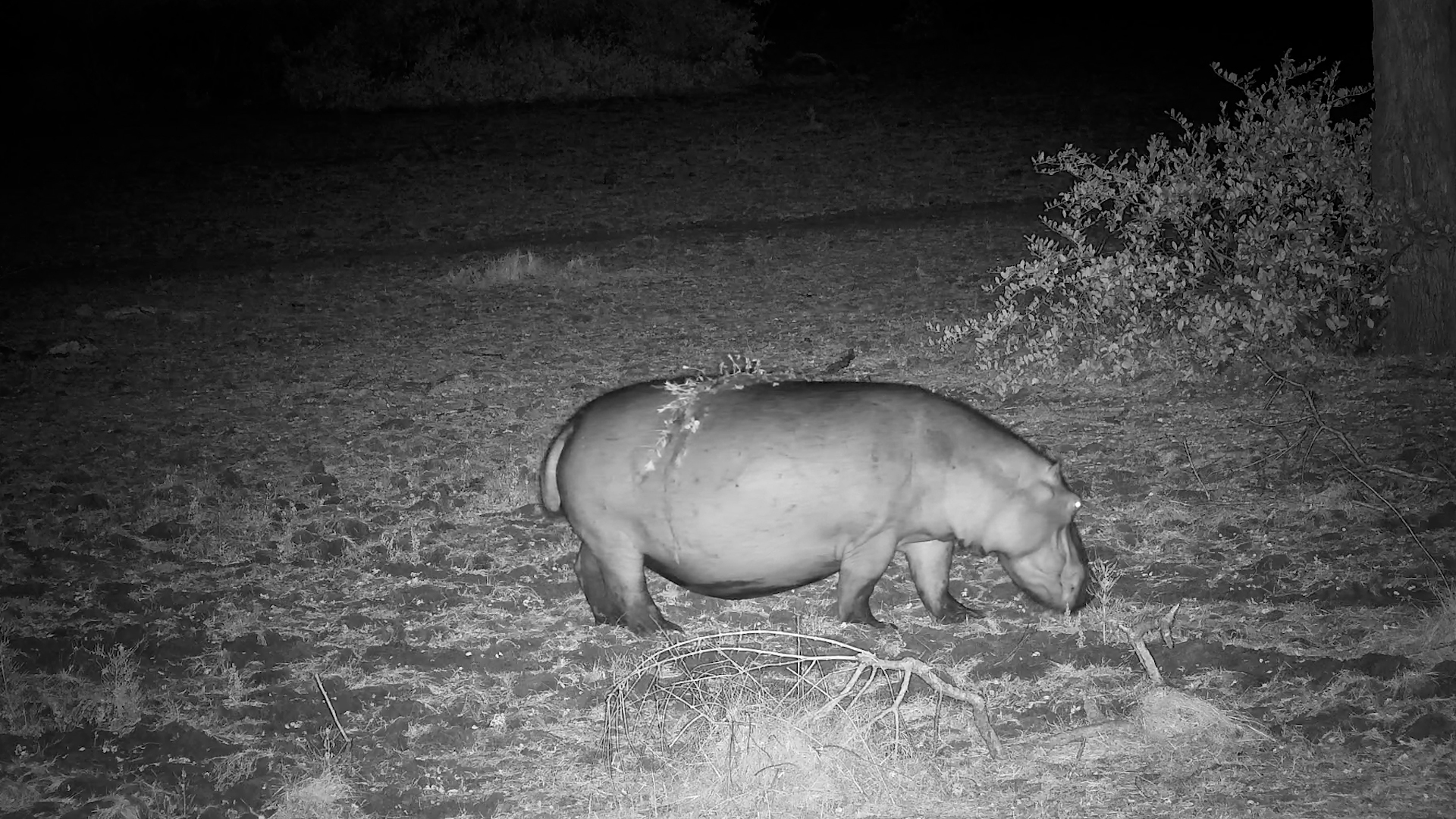 This Hippo Literally Took Food To Go