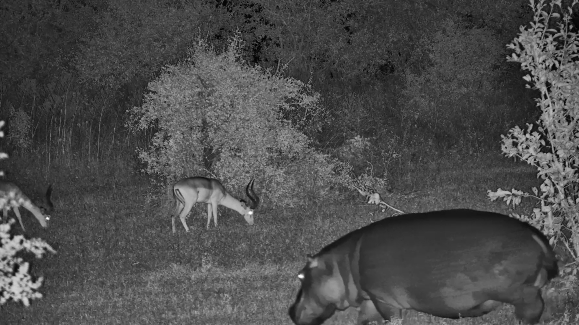 An Impala Quietly Grazing..with a Surprise Ending