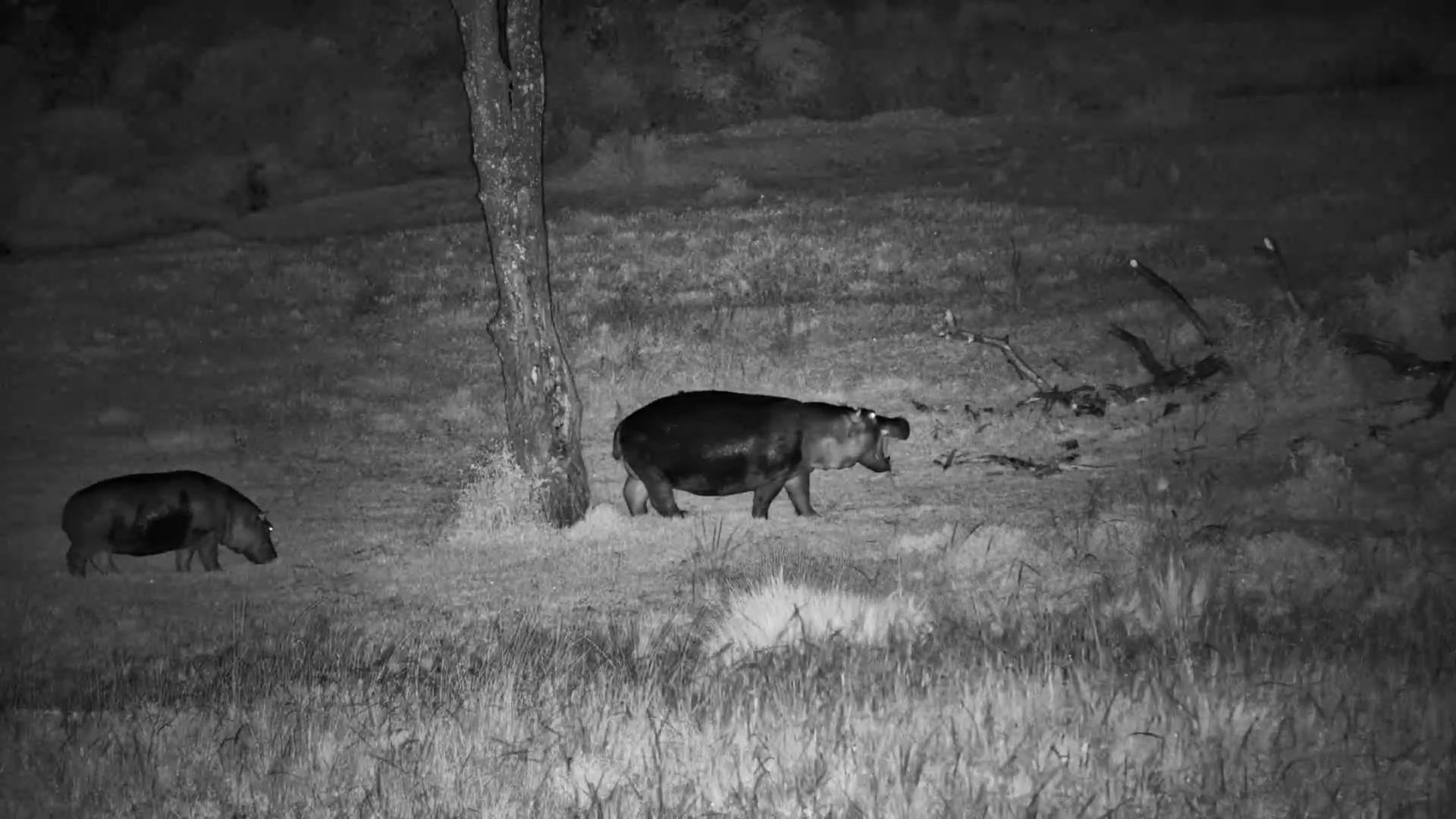 Silly Hippos Out And About At Night