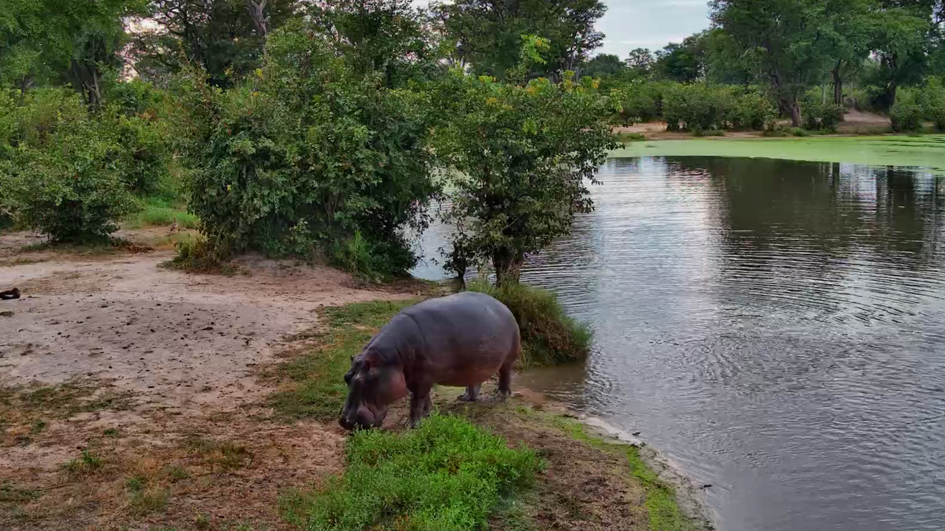 Hello Mr Hippo!