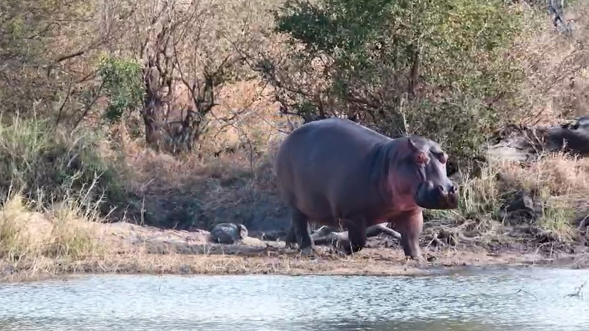 Hippo Steps Out Like It Needed a Breather