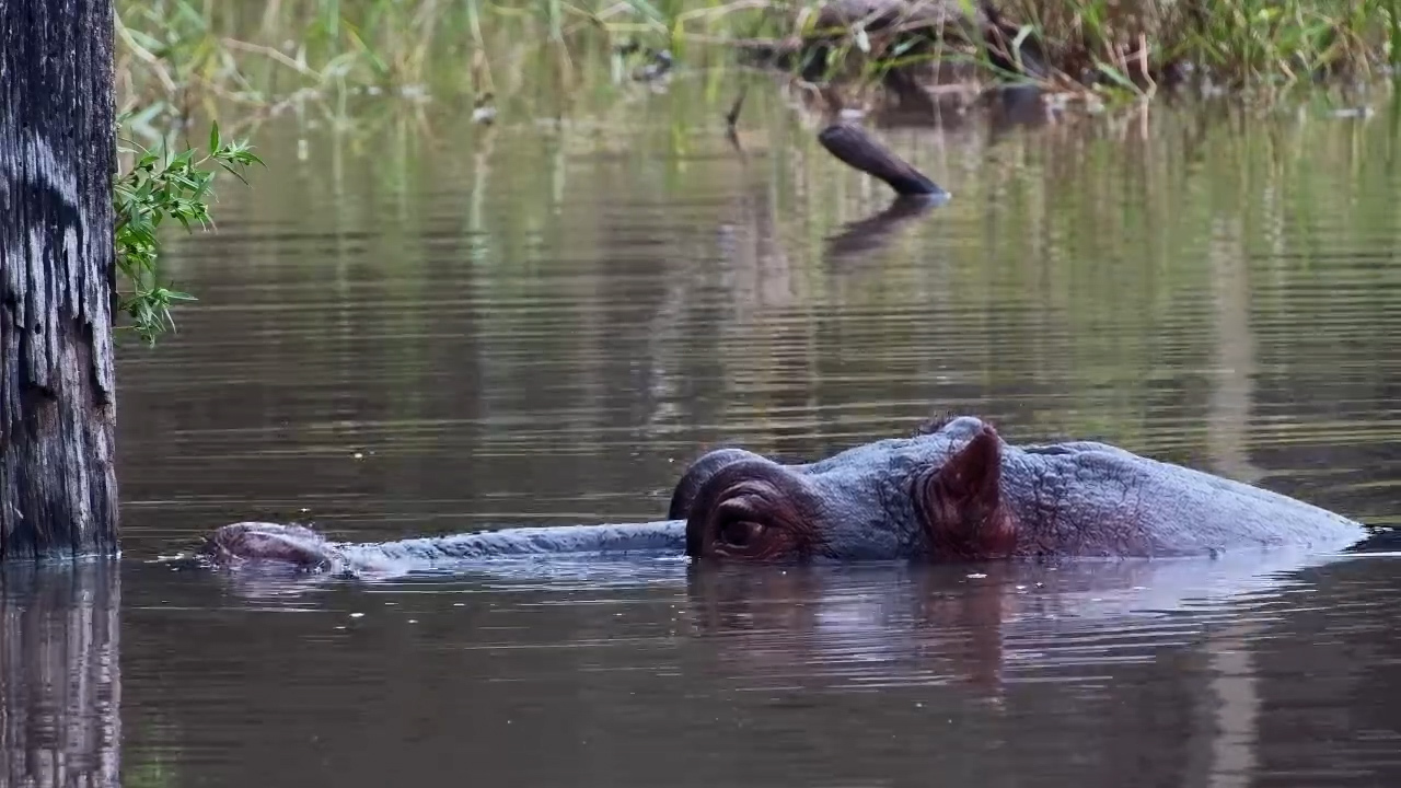 Hippo Doing What It Does Best