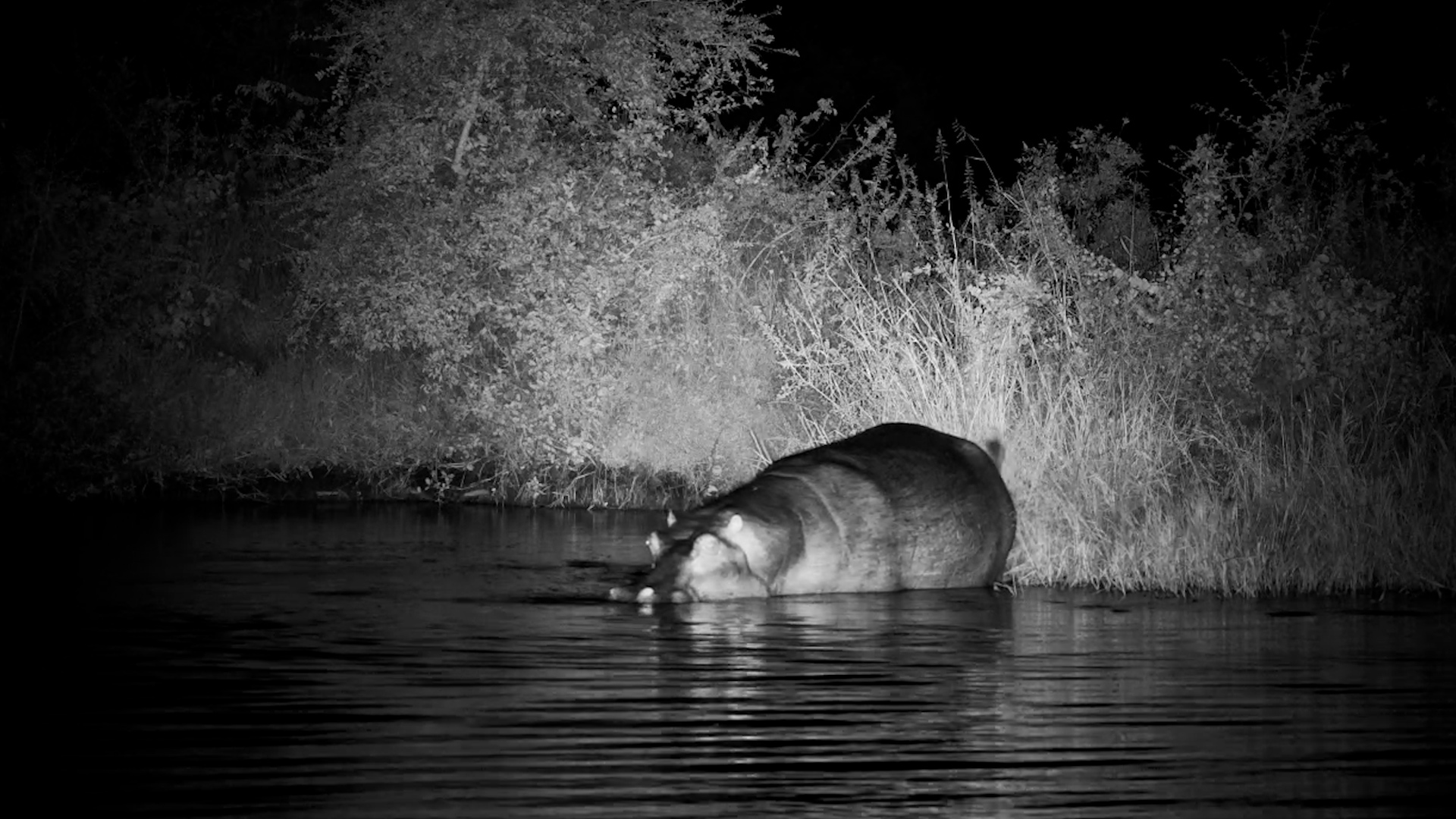 Hippo Night Mode