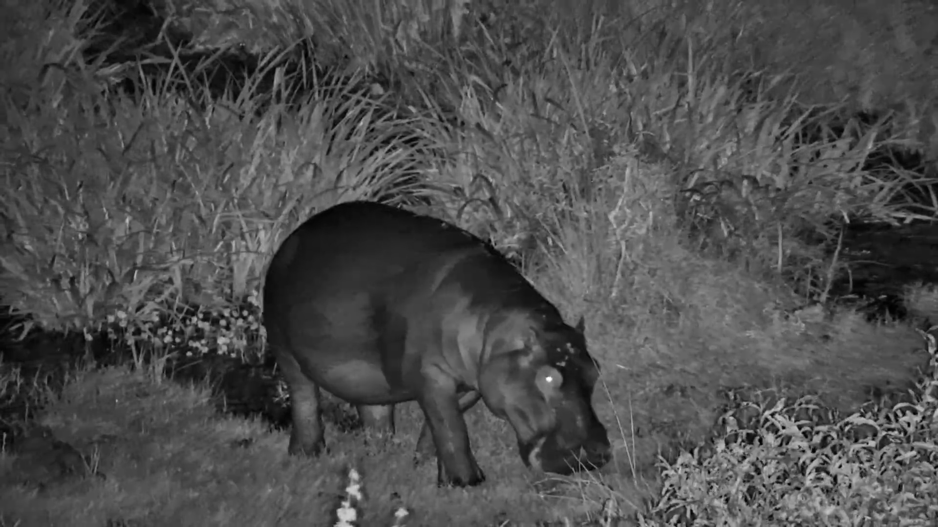 Stealthy Hippo Glides Through Finch Hattons