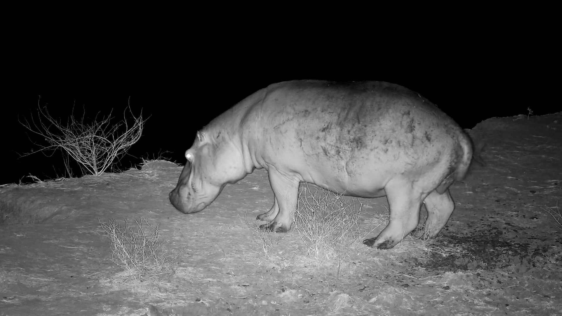 Hippos Really Have No Shame