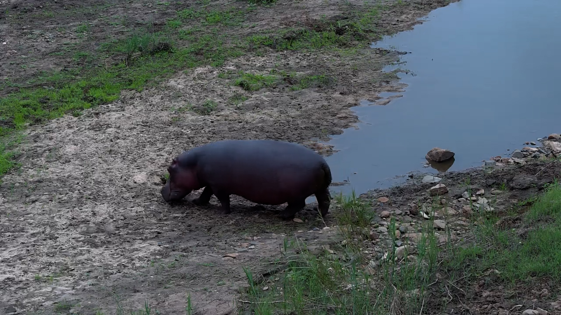 Hippo on the Move: Strolling the Riverbank