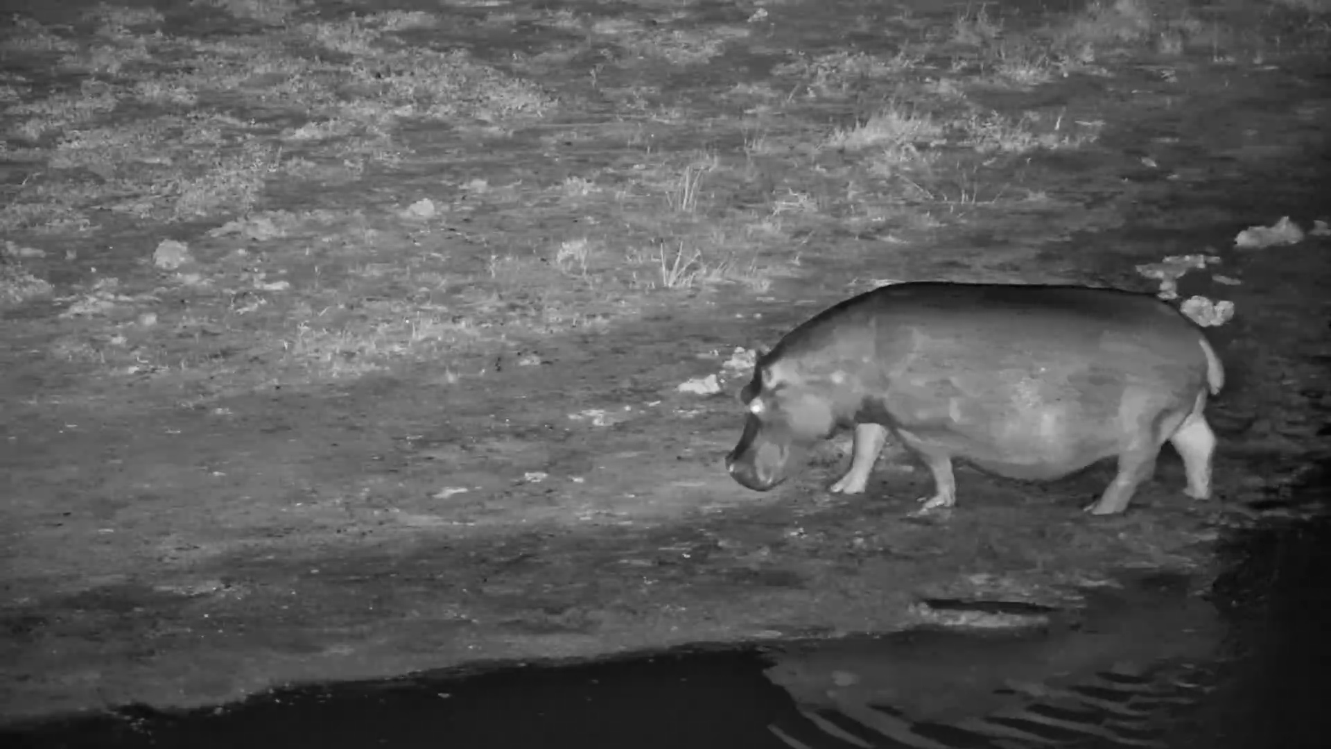 Big-Belly Hippo Hits the Night Shore