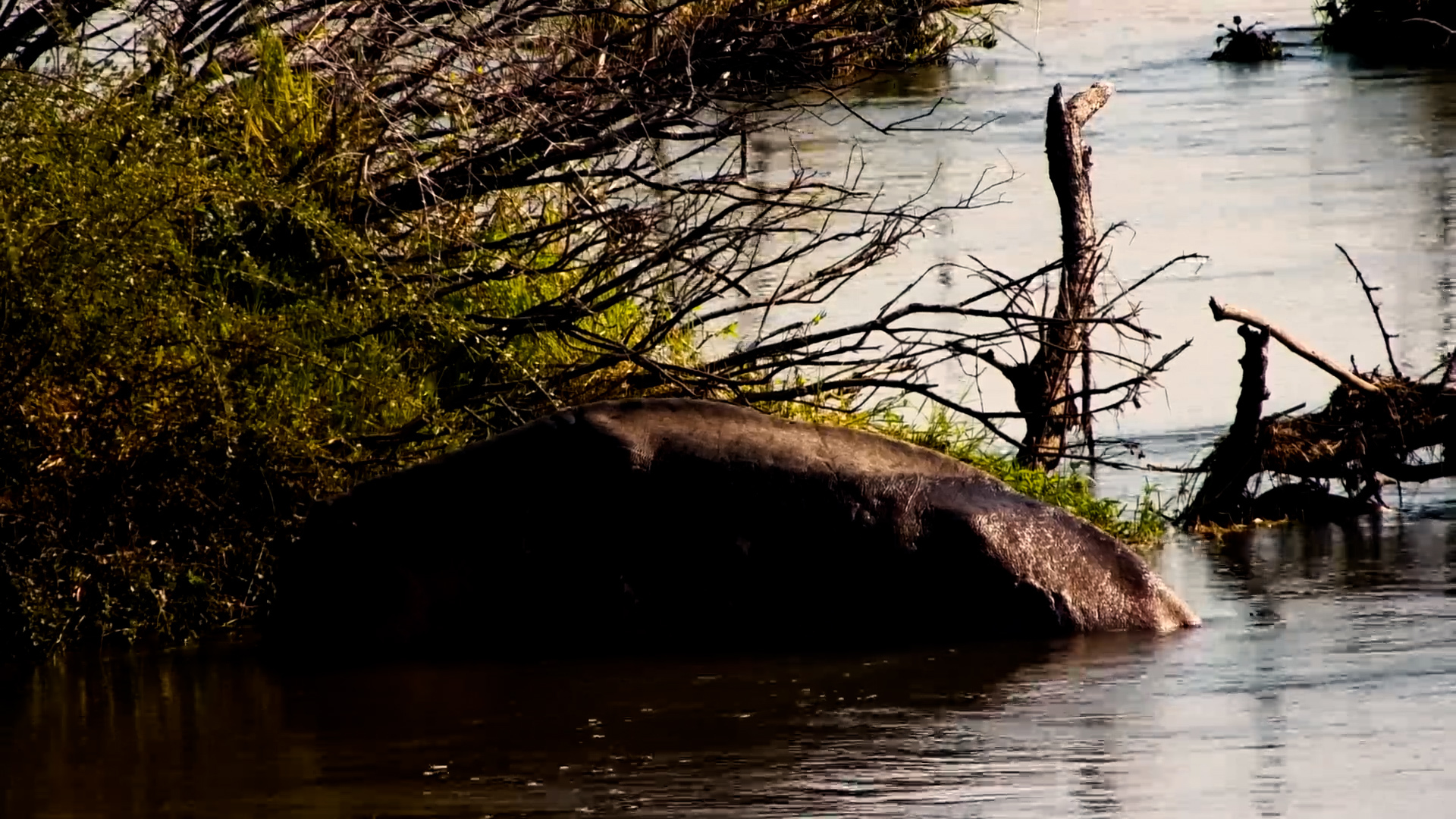 This Hippo Vanishes Into the Zambezi Like Magic