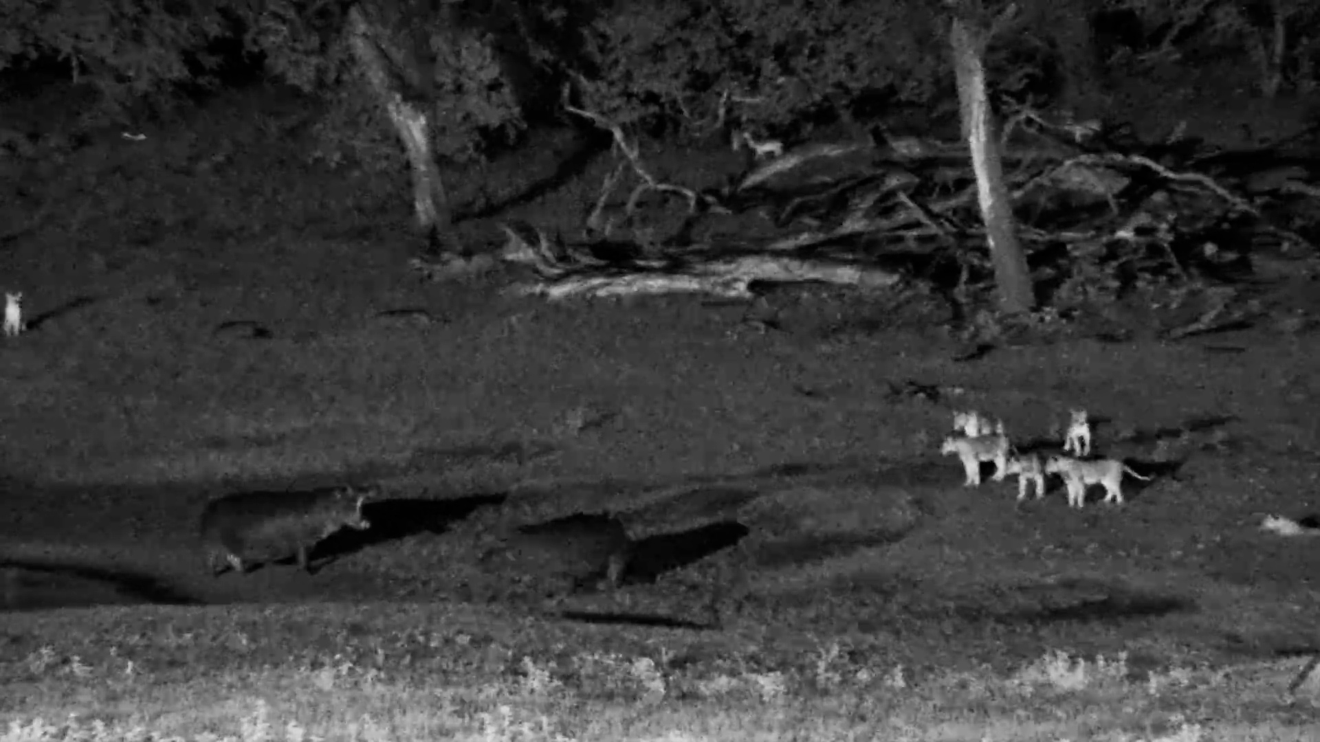Hippos Face Off Against Lions at Hwange Waterhole
