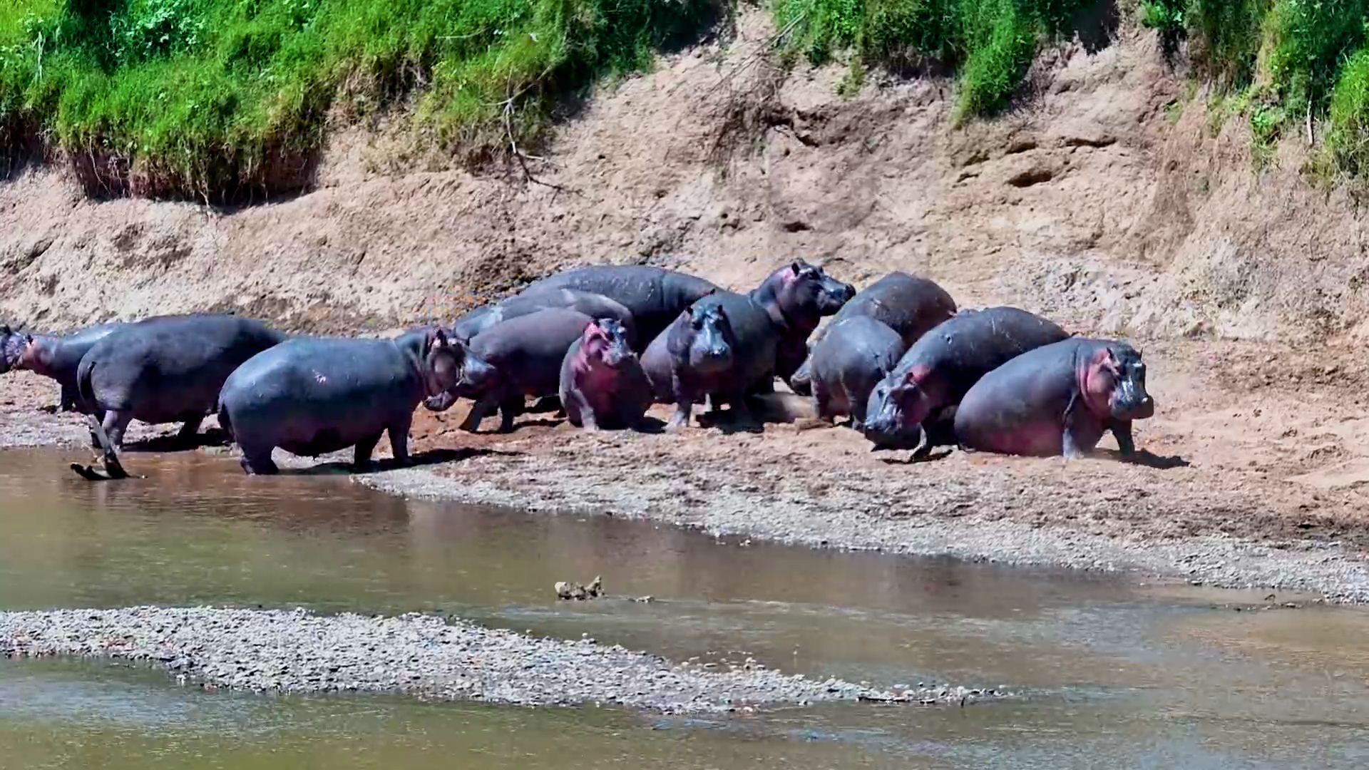 Something Sent the Hippos Back to the Water