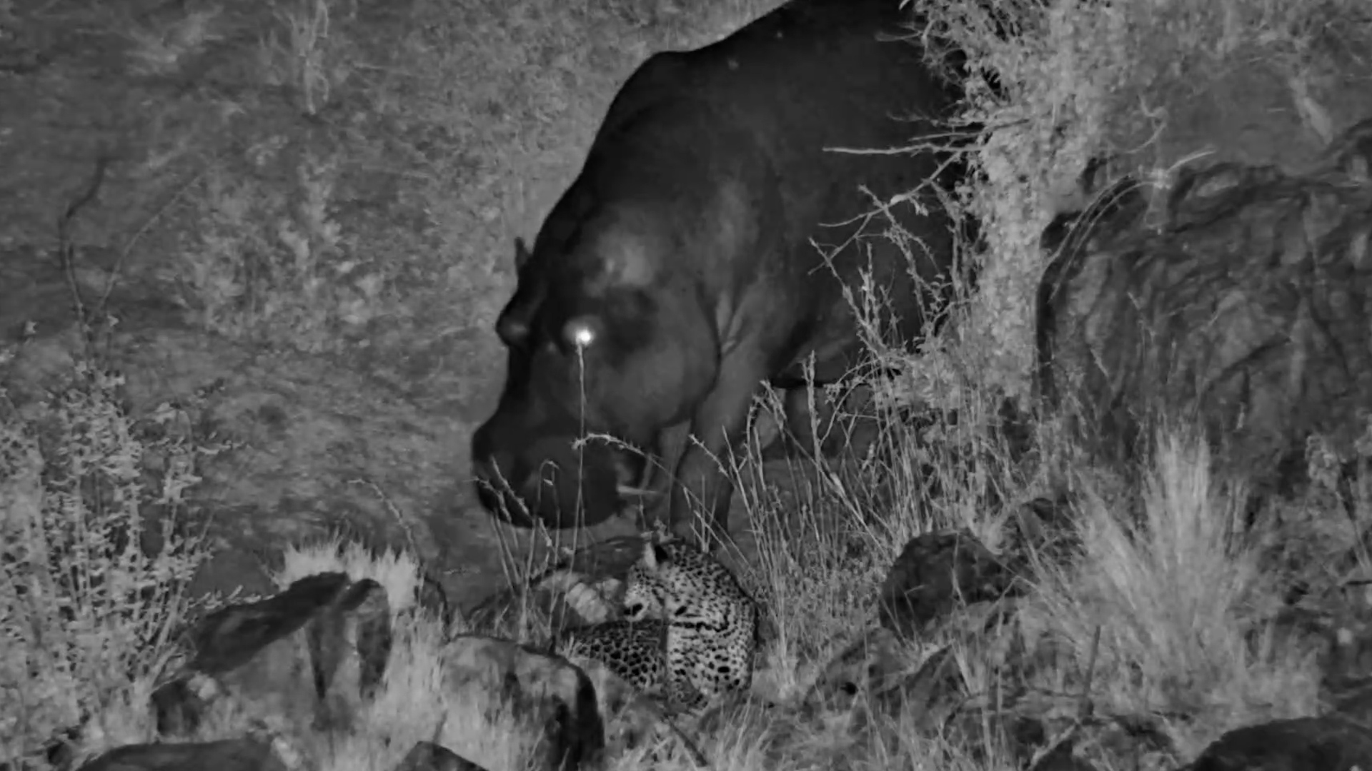 Hippos Walked Right Past the Leopard