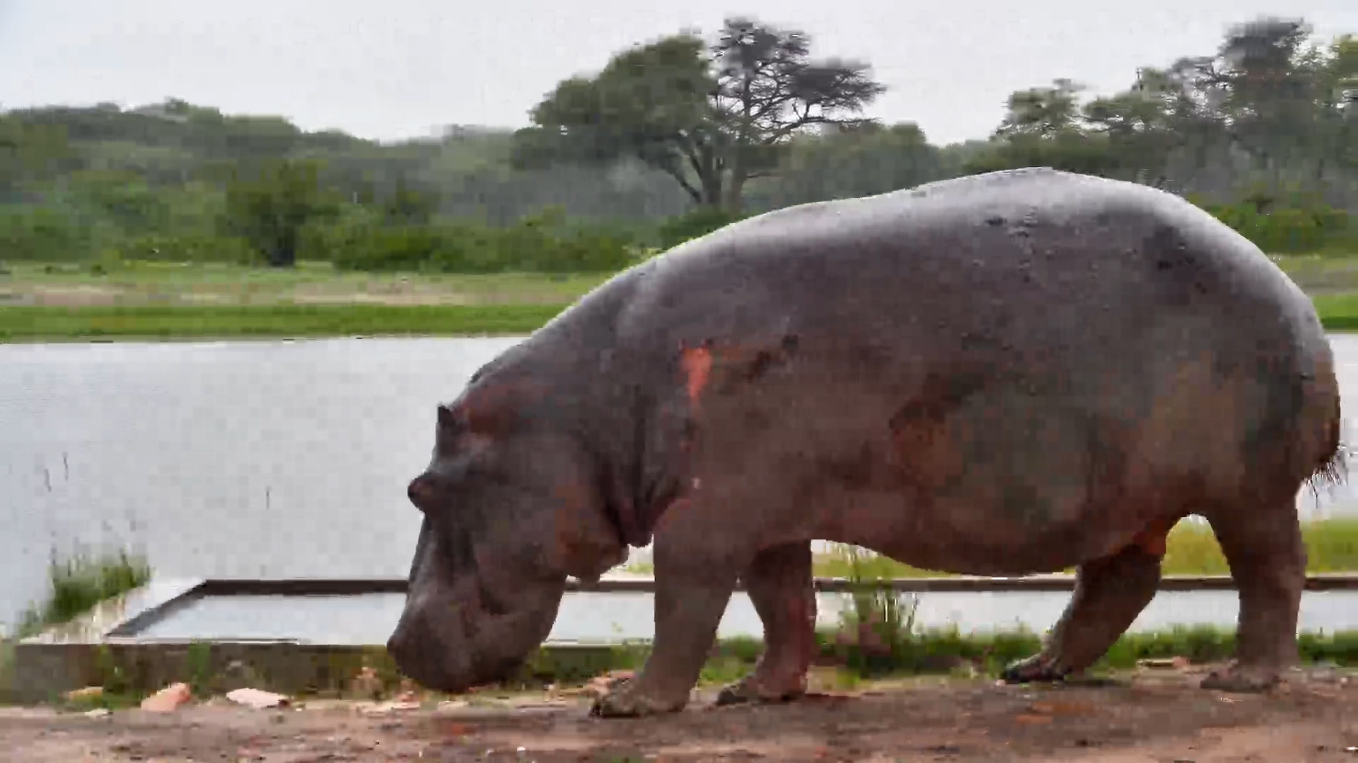 Moto Moto Grazes in the Rain
