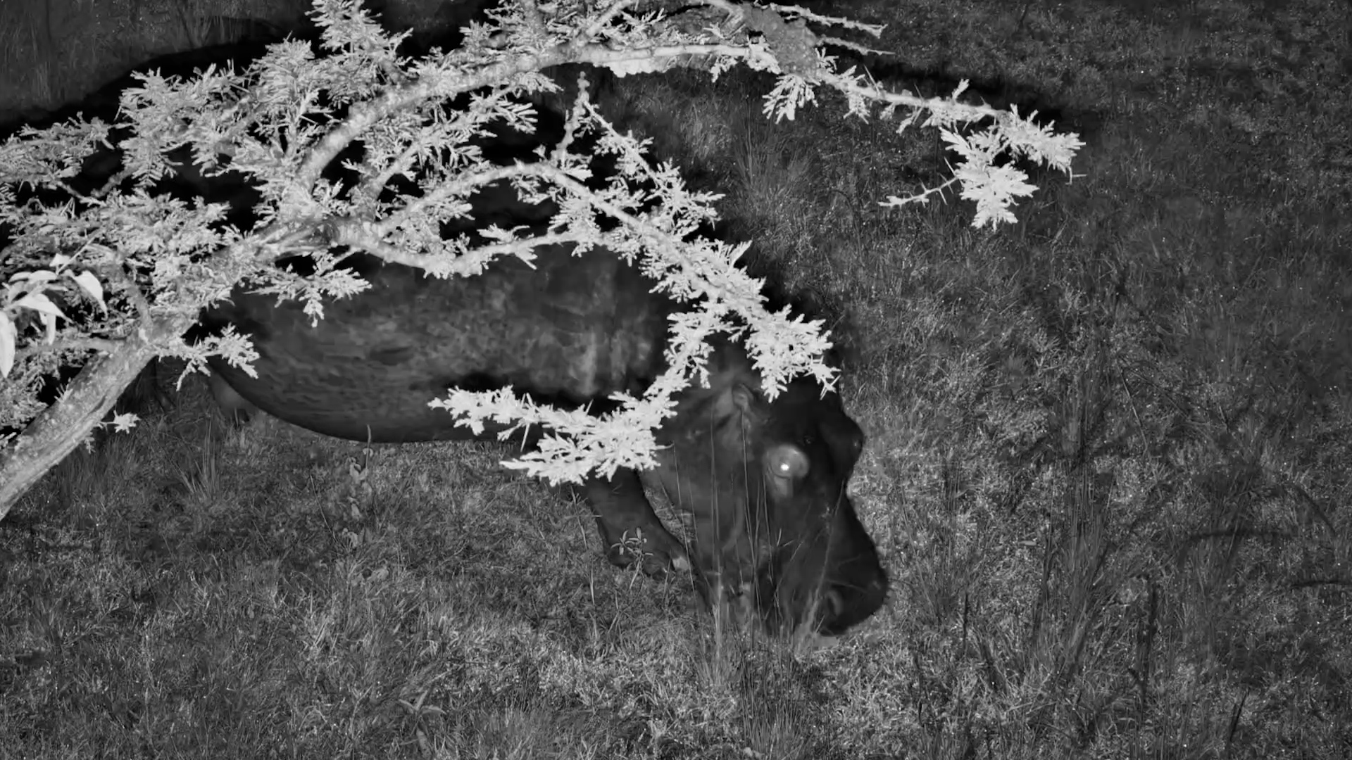 Hippo Feeding Through the Darkness