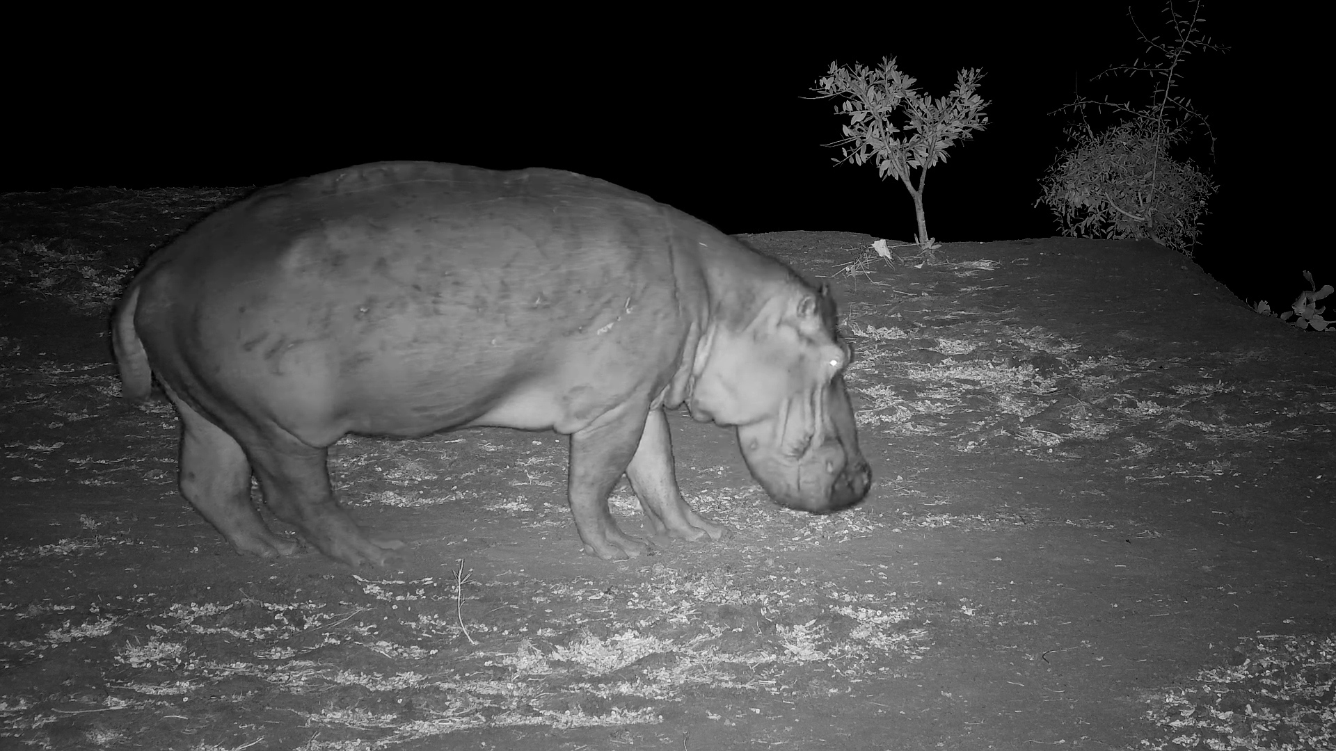 Hippo on the Move | Riverbank Grazing After Dark