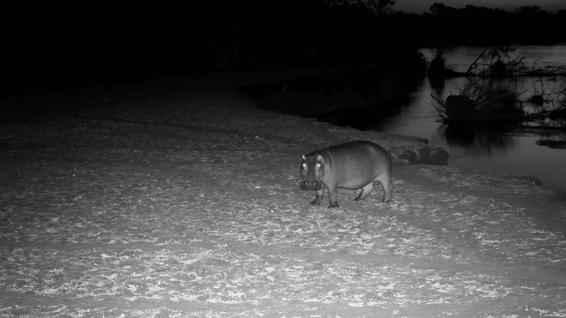 Hippo Strolls Along the River’s Edge
