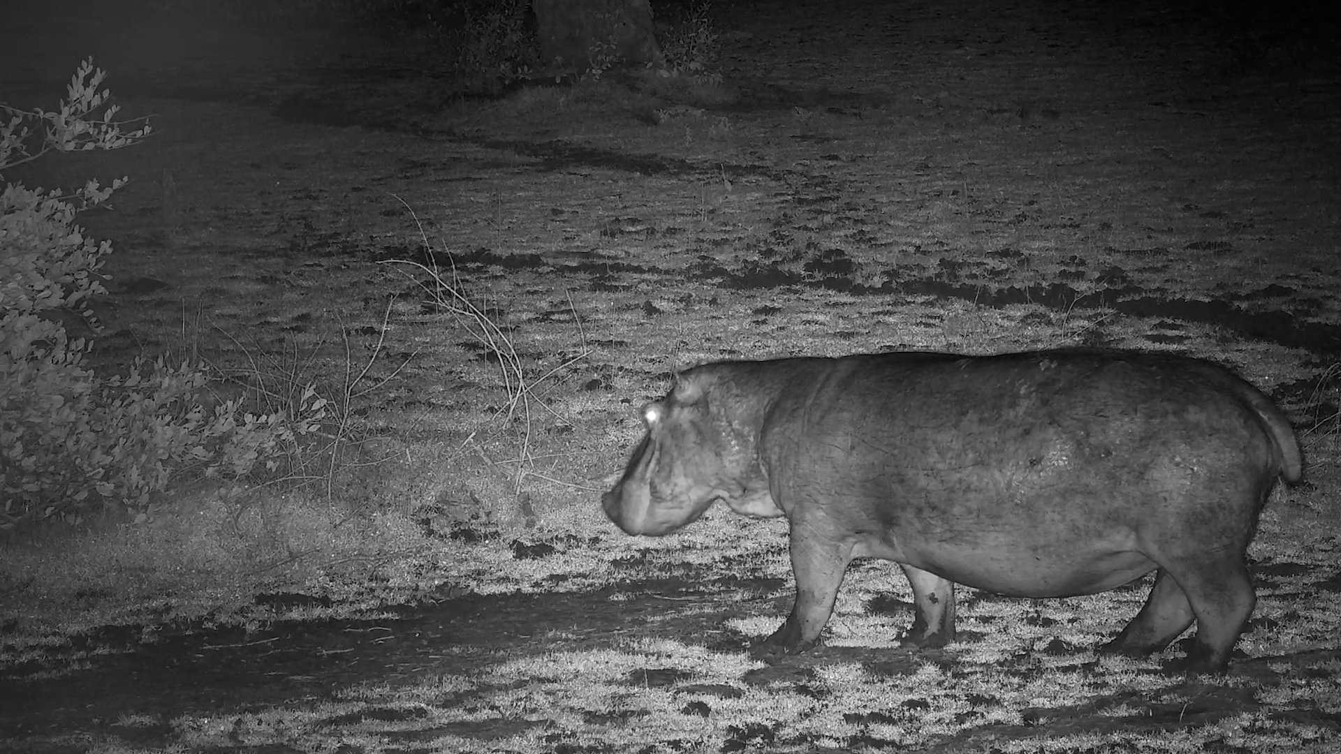 Alert Hippo Roams Before Returning to the River