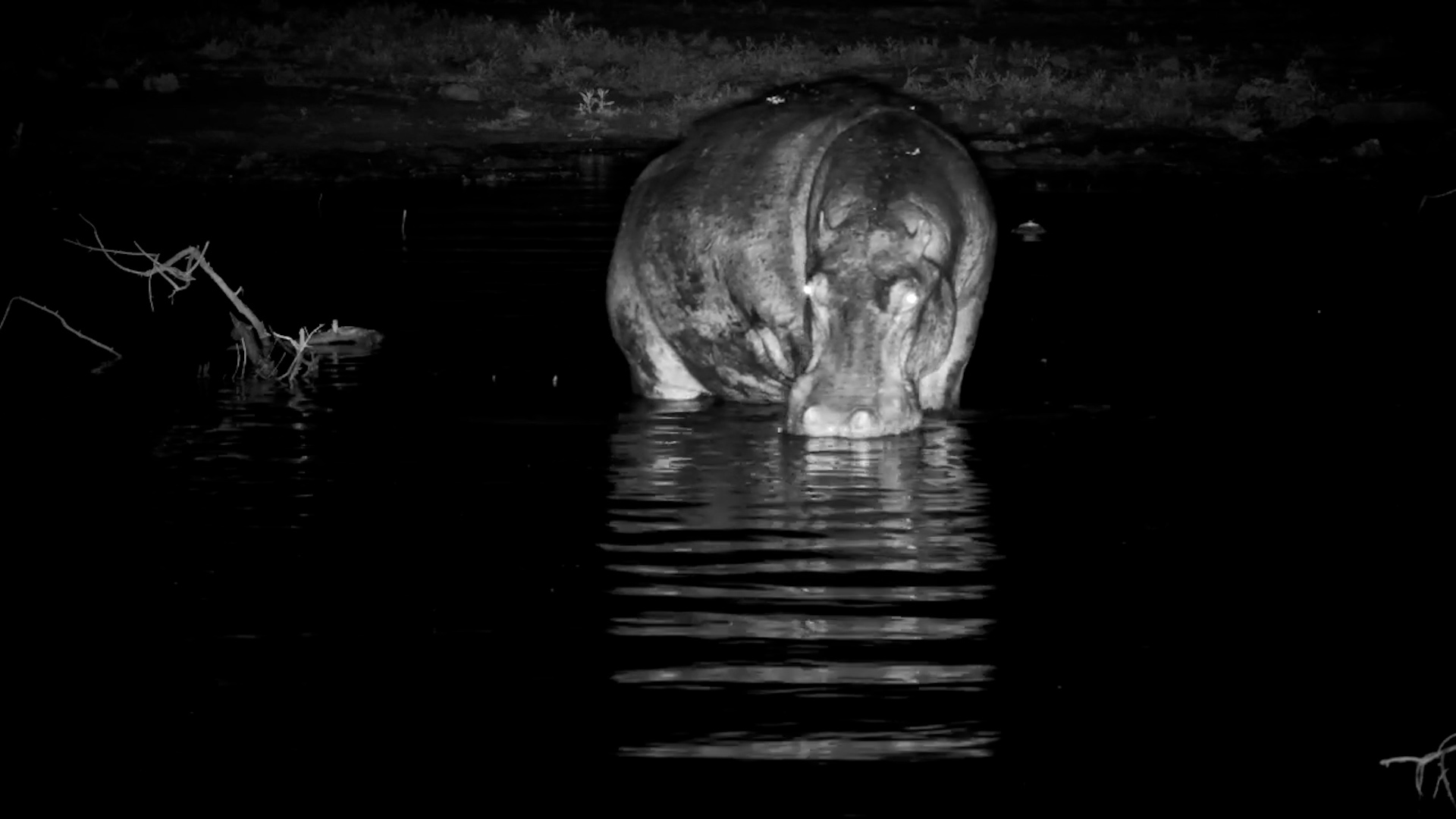 Hippo Chills in the Water
