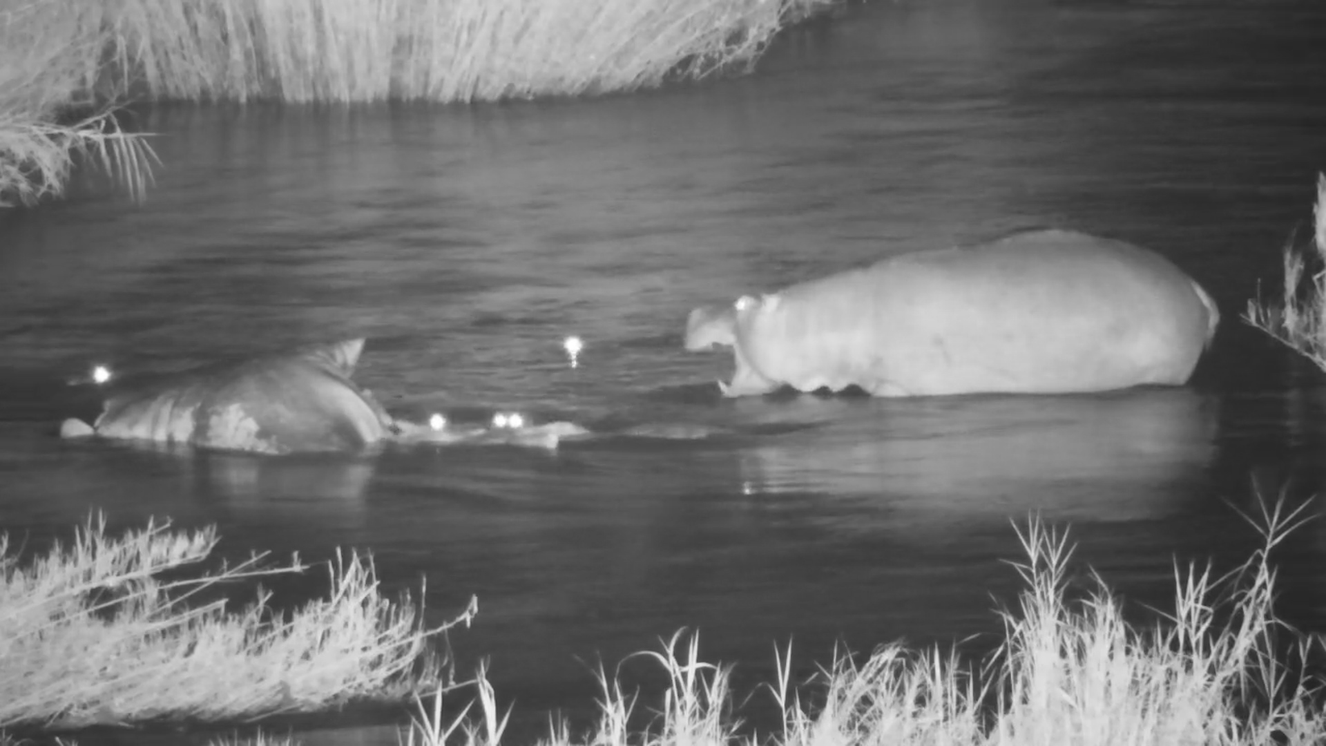 Crocodiles Feast on Hippo