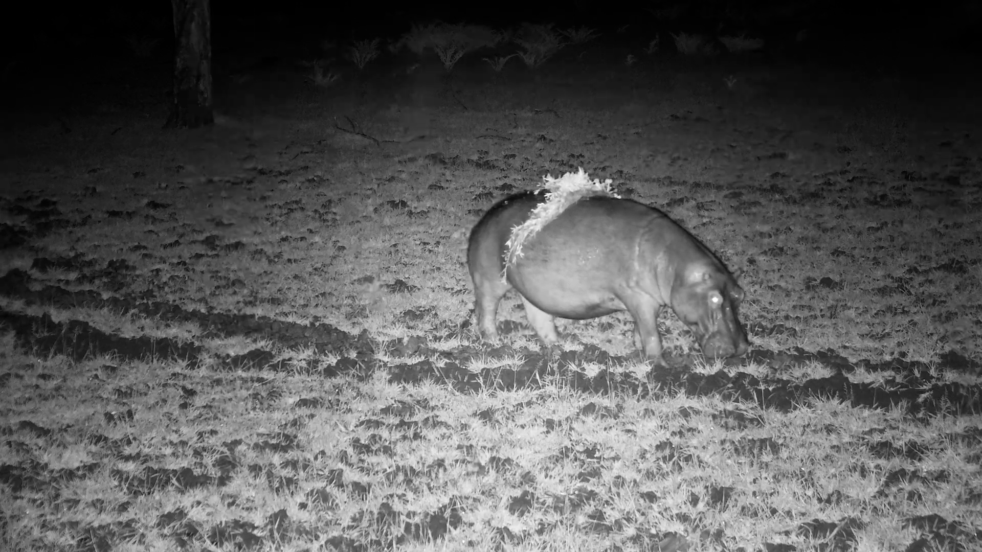 Hippo Rocks a Plant Backpack