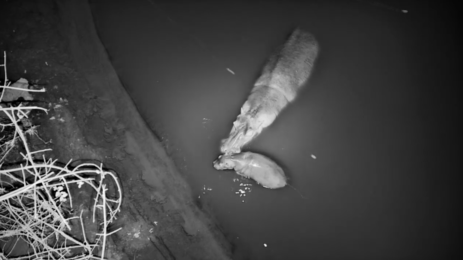 One Calm Hippo Mum, One Very Active Calf