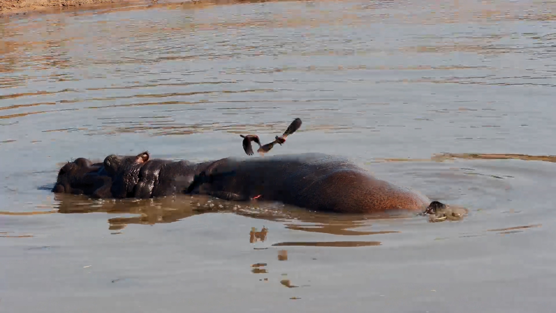 Hippo Taxi Service Is CLOSED