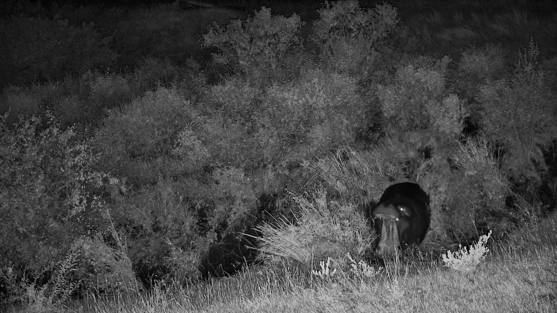 That Noise?! Just a Hippo Being Dramatic