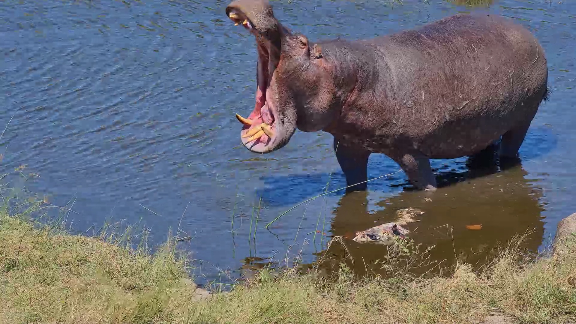 What Is That in the Water?!