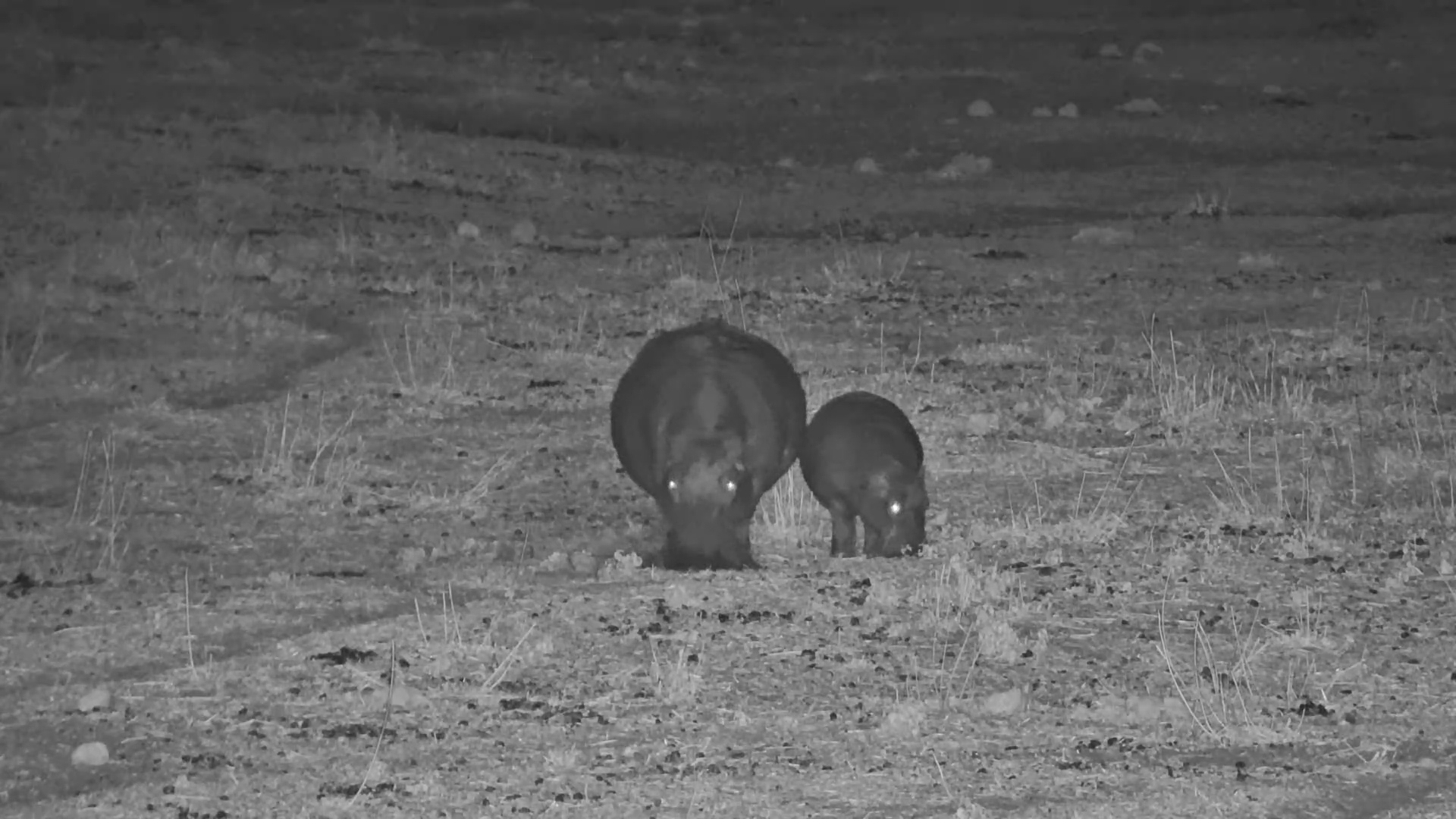 Moela After Dark: Hippos Gather for Water and Grass