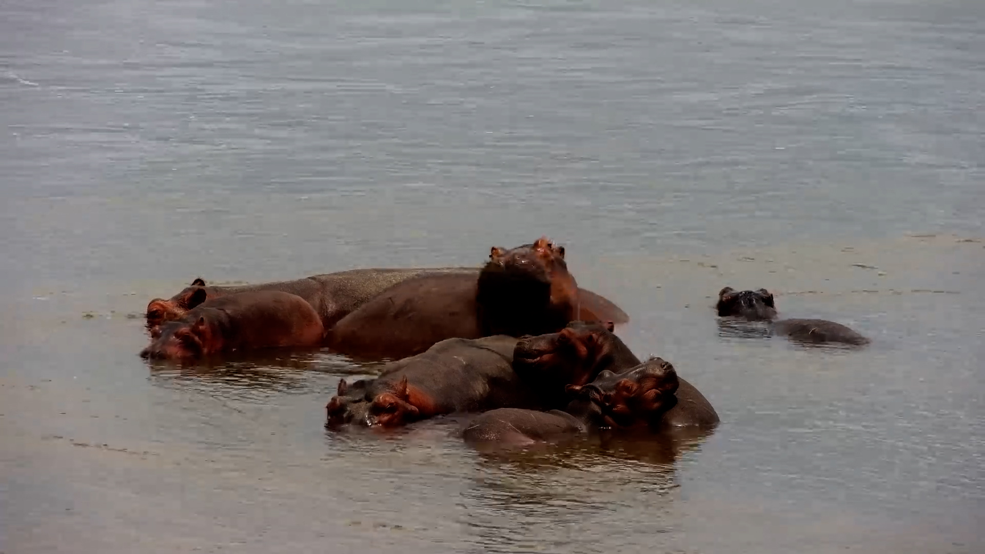 Hippo Cuddle Puddle in the Zambezi River