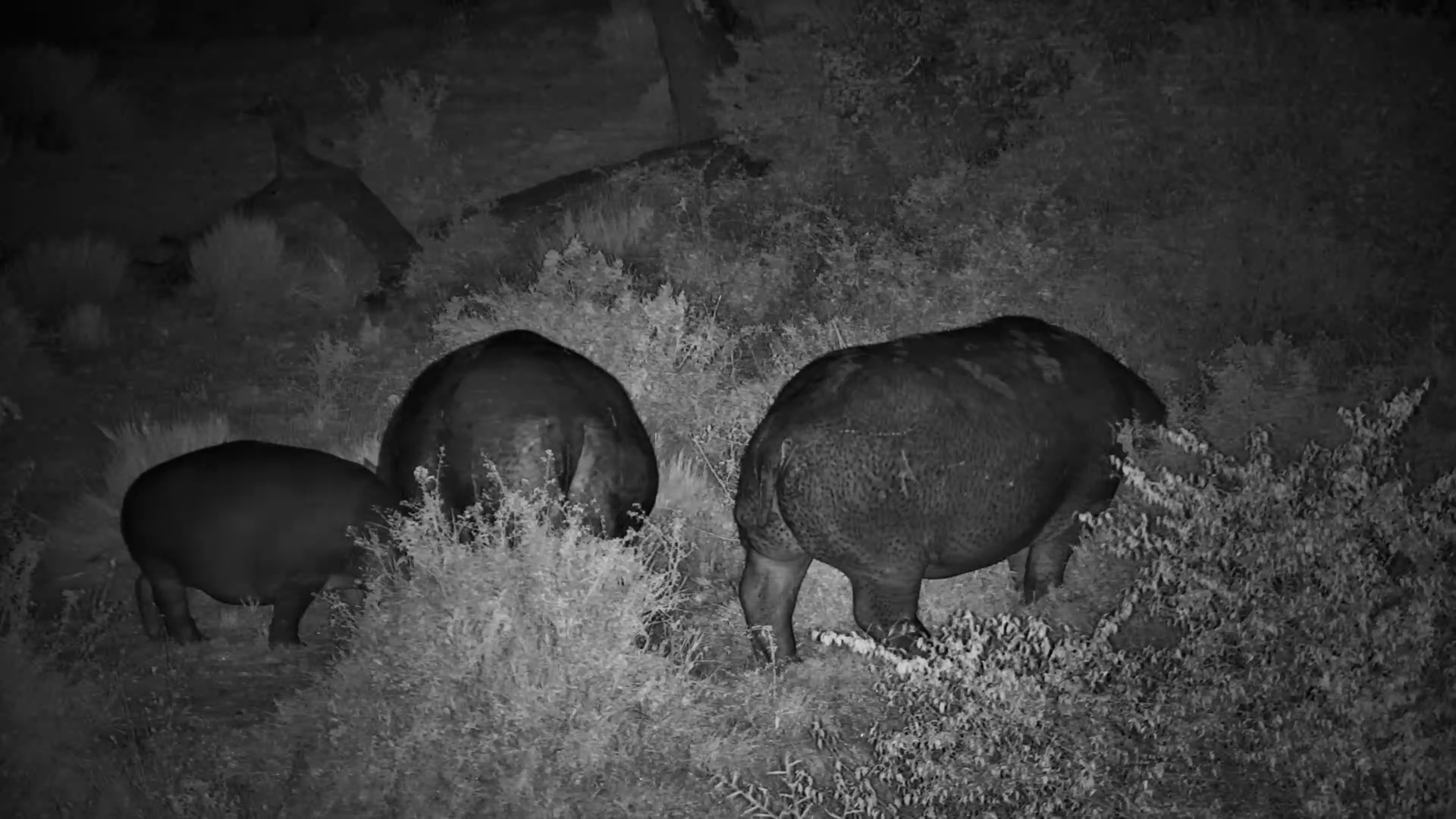 Hippo Pod Grazes Together in the Dark