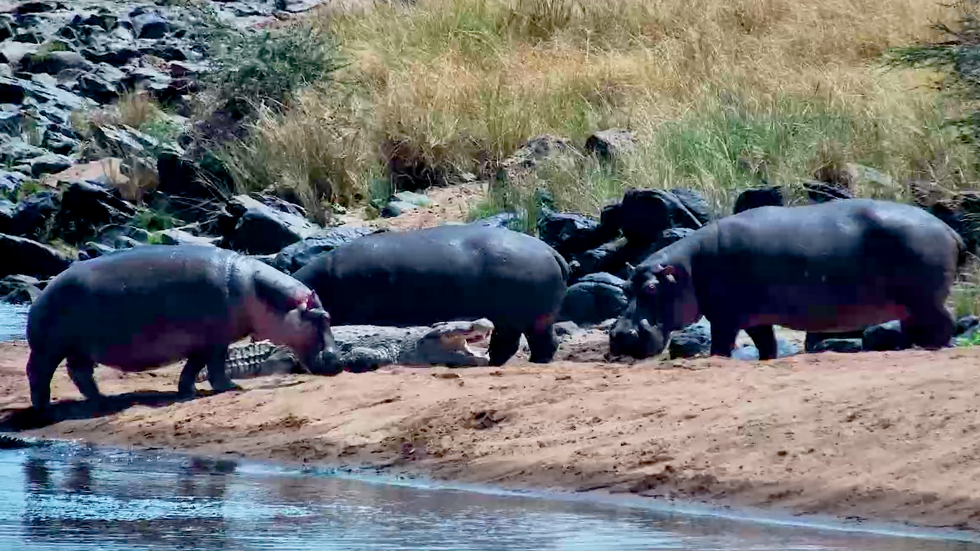 Hippos Had Zero Respect for This Crocodile