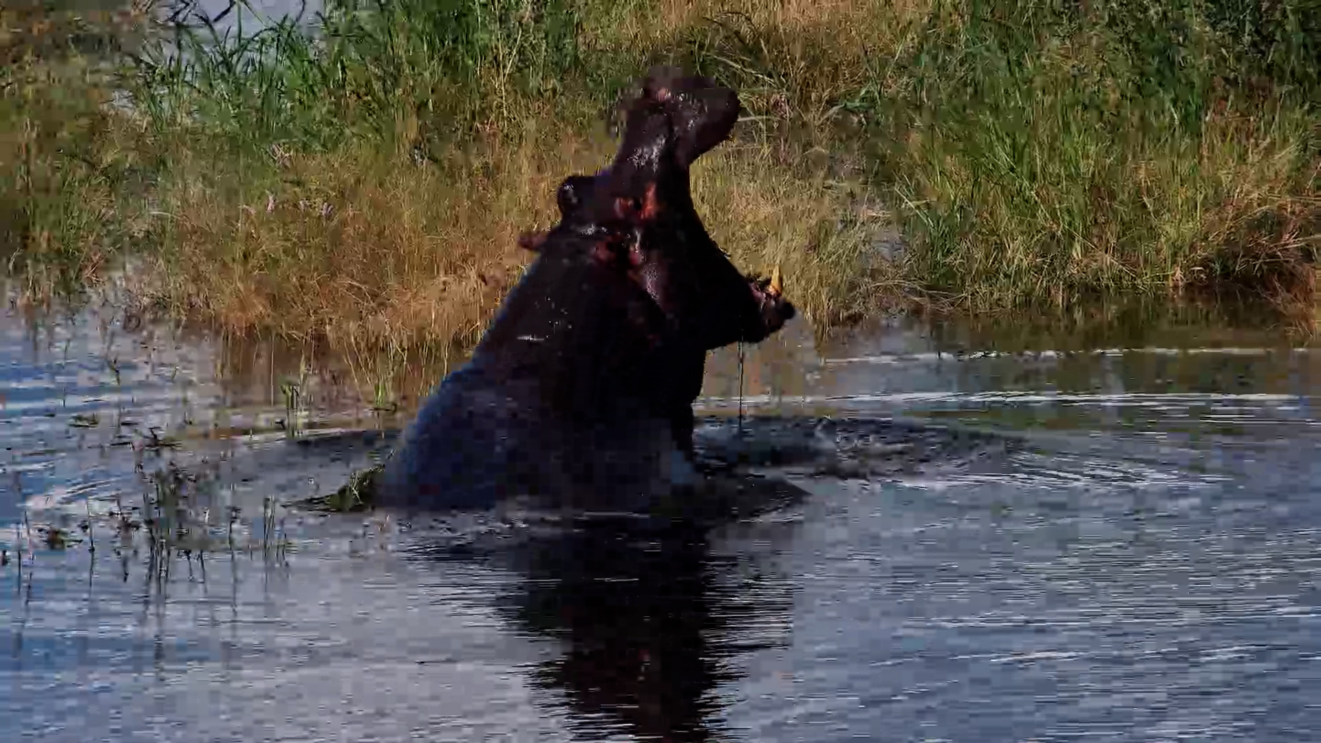 Elephant Drinks, Hippo Wallow