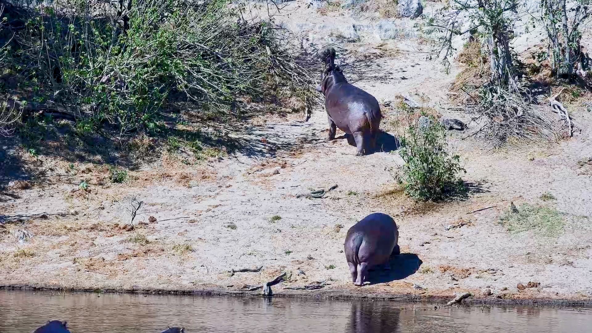 Hippo Left the Water for a Sunbathing Session